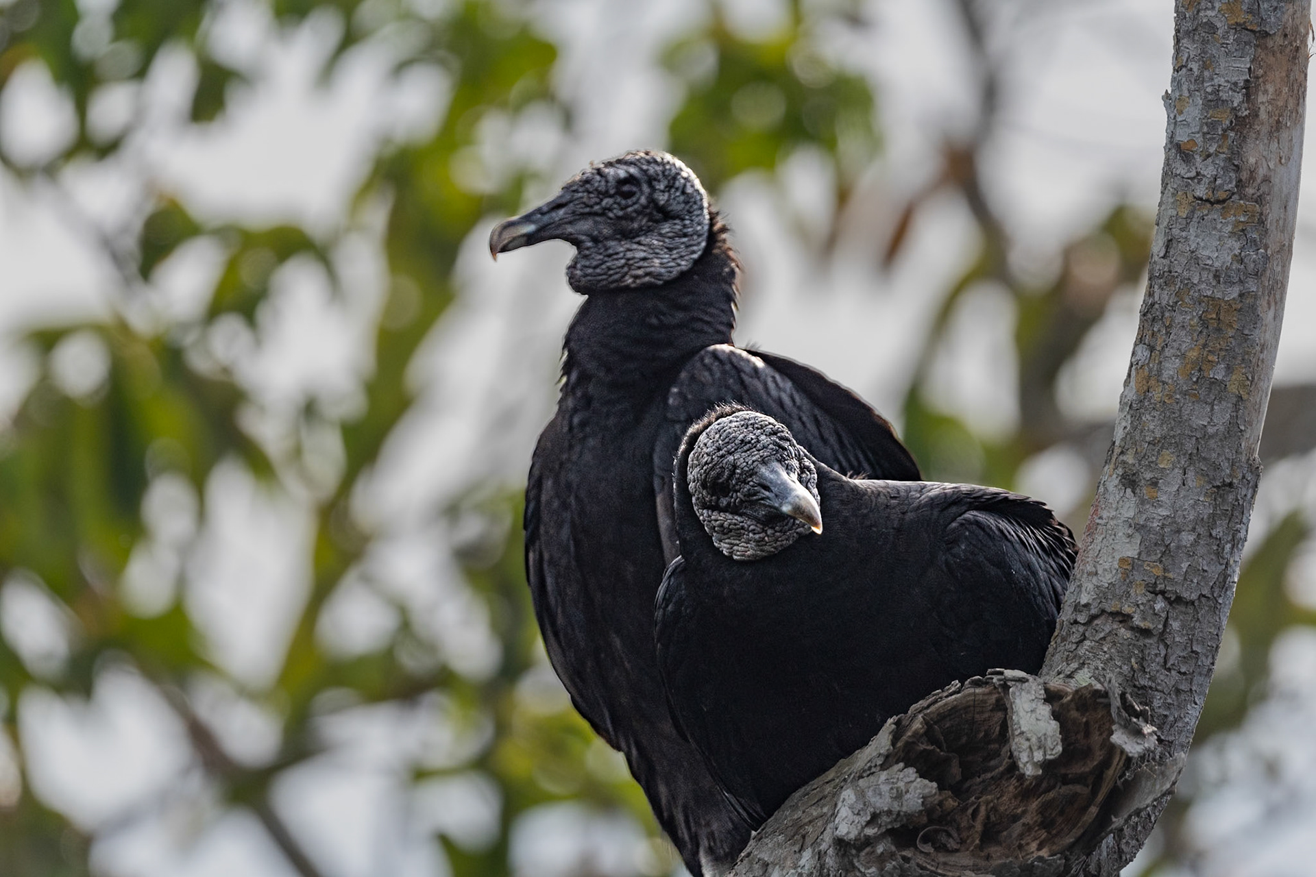 Buzzaards , La Tovara, Mexico