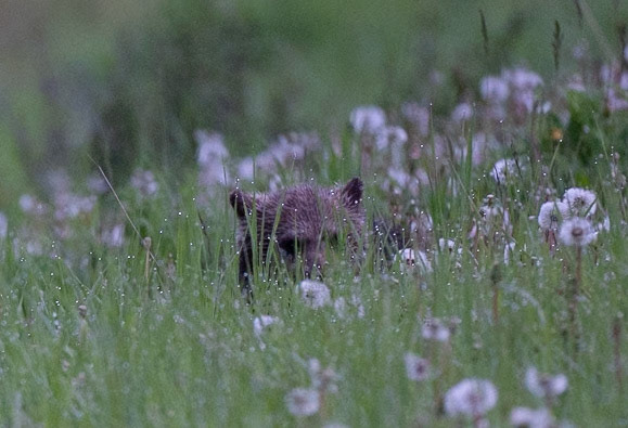 Grizzly Cub in Kananaskis Country