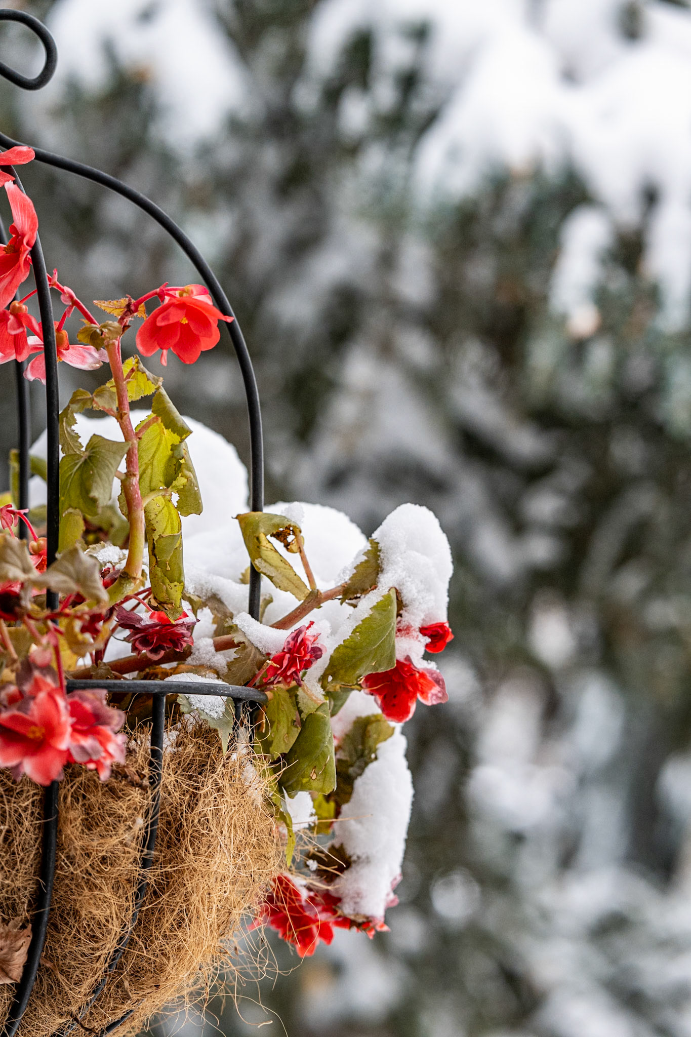 Last Flowers of the Summer