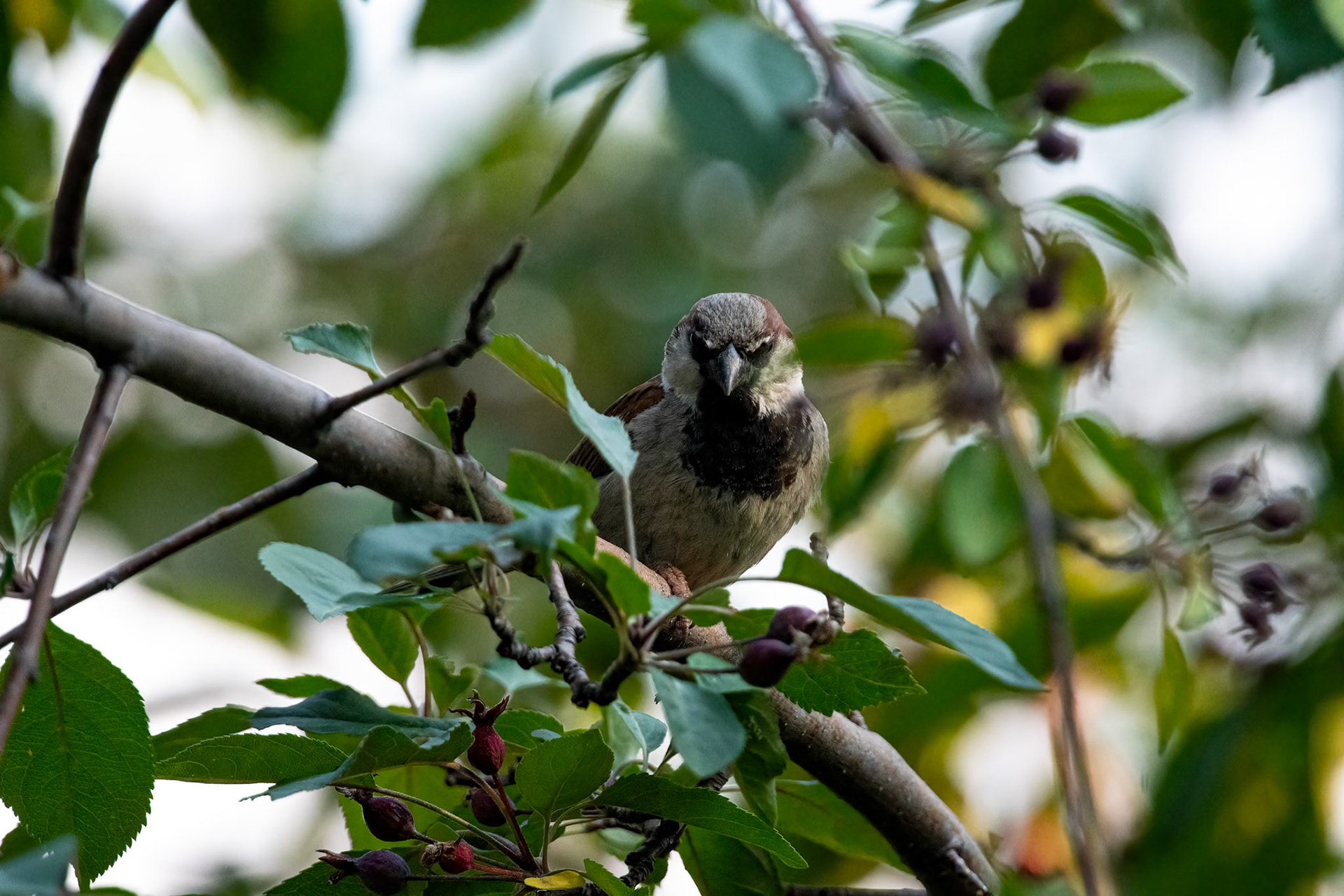 "I'm an Eagle, Ok ?"