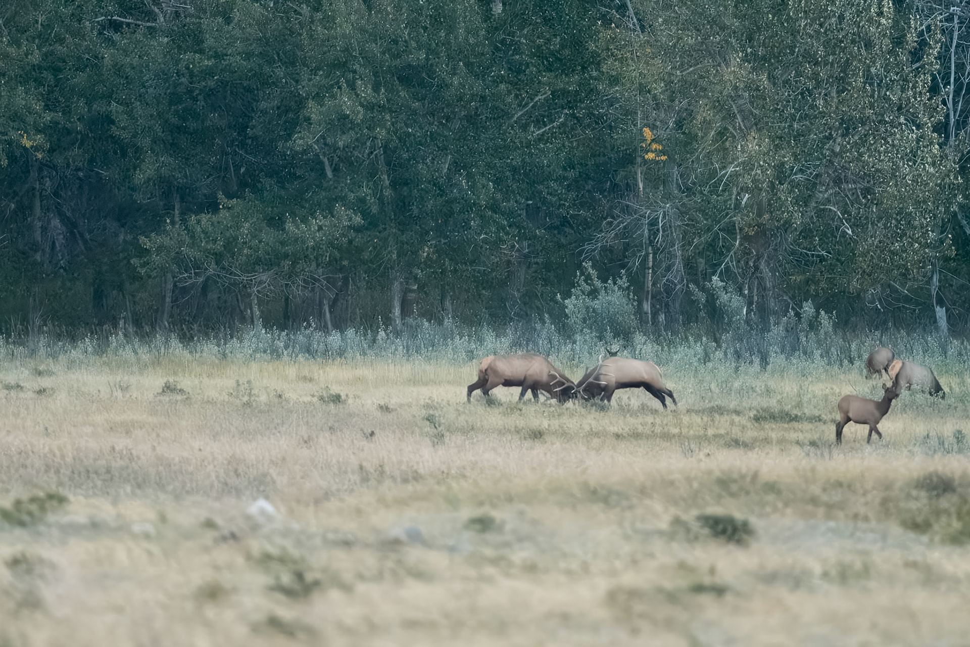 Bull Elk During teh Rut in Waterton