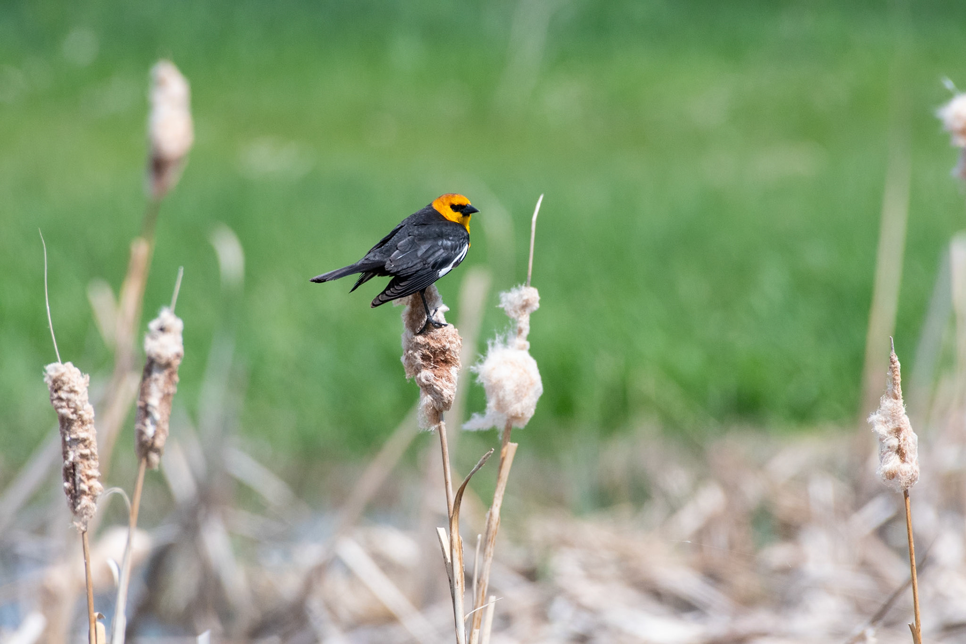 Yellow Headed Blacckbird