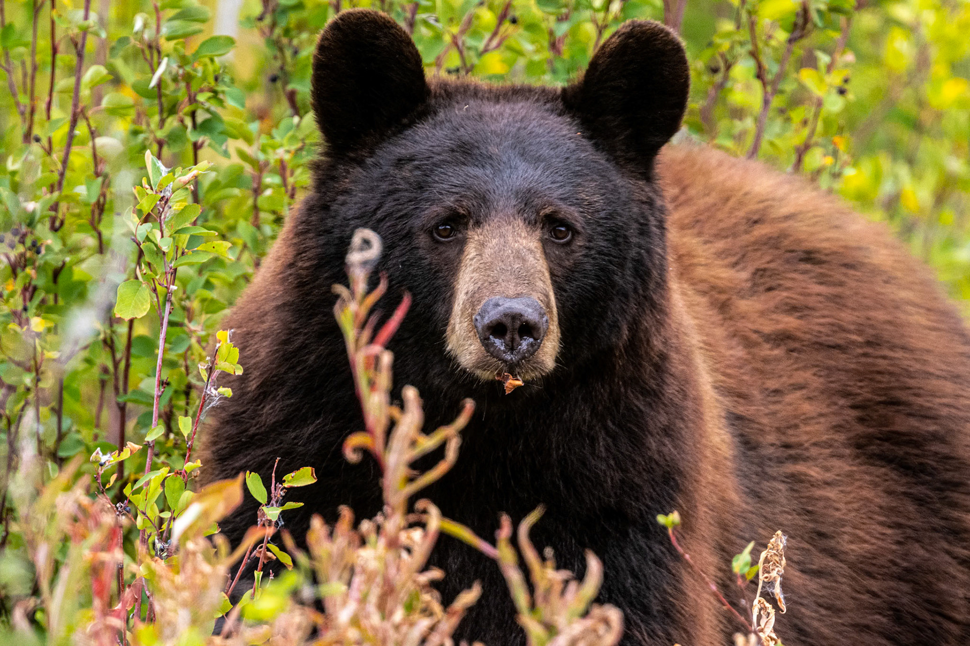 Cinnamon Bear in Waterton
