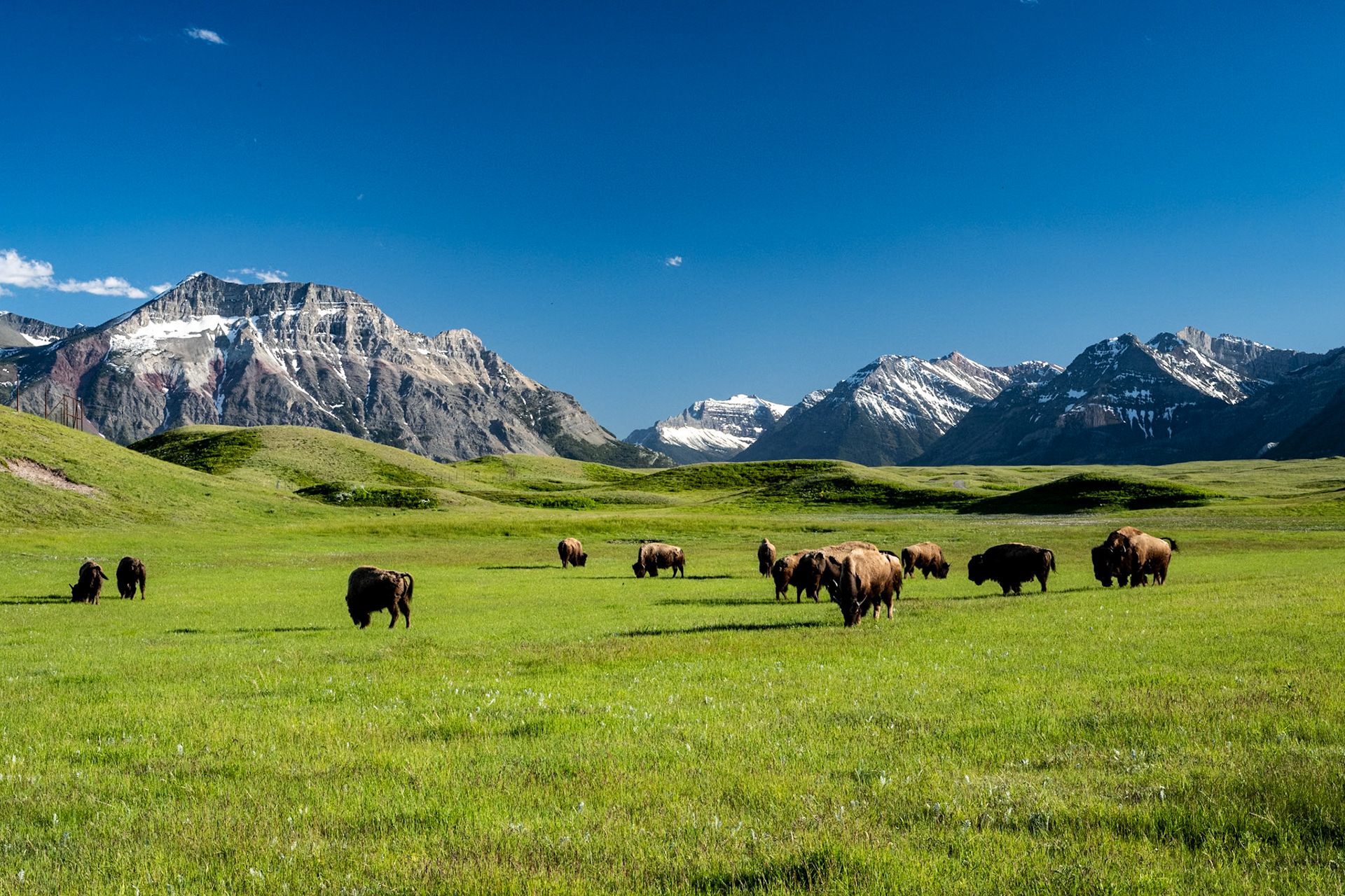 Bison in Waterton