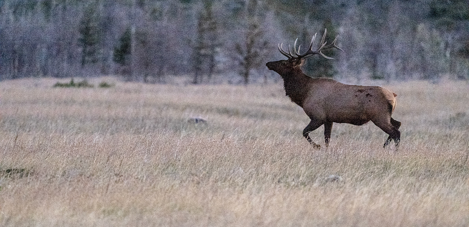 Bull Elk in Watewrton