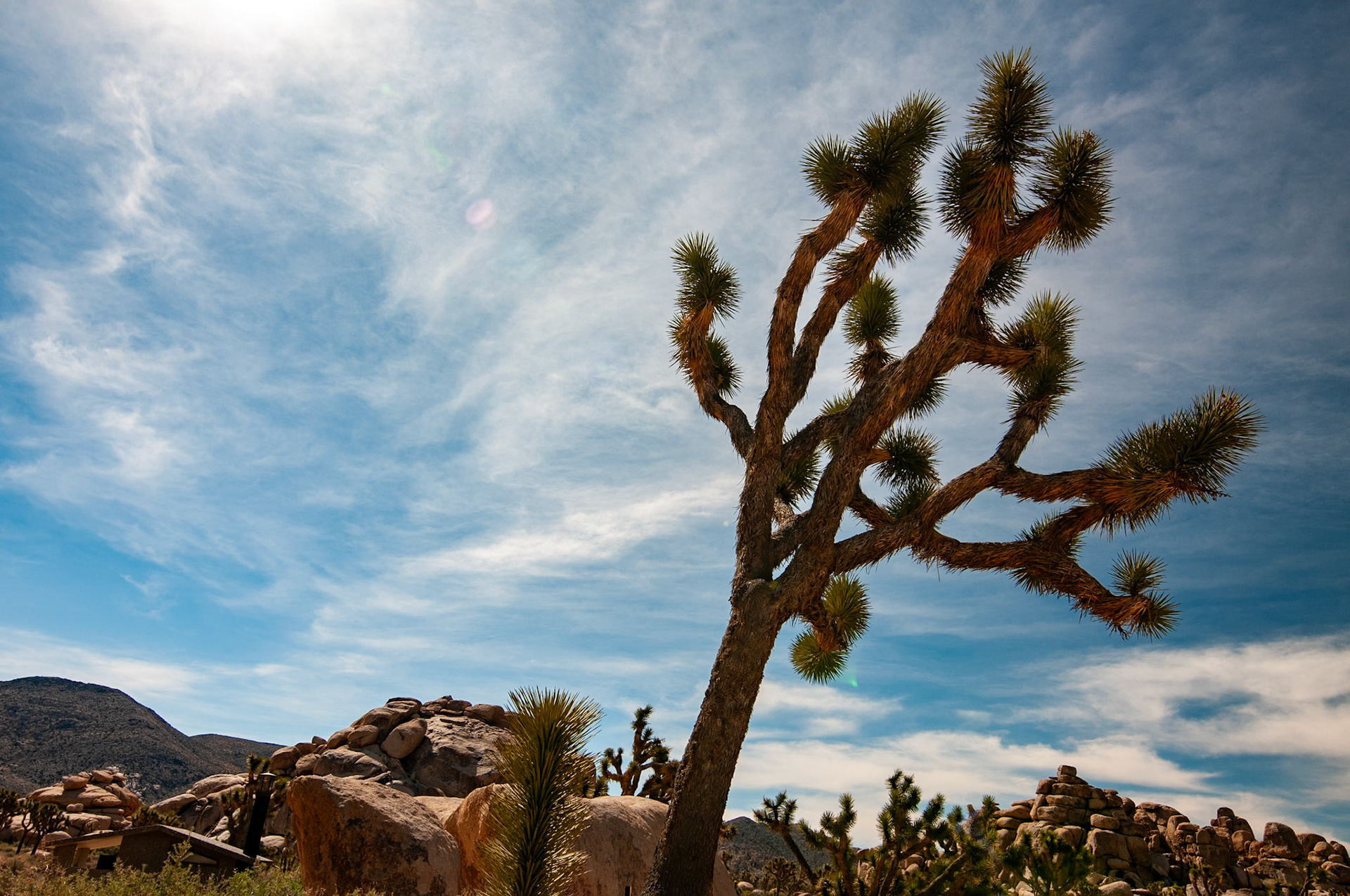Joshus Tree National Park