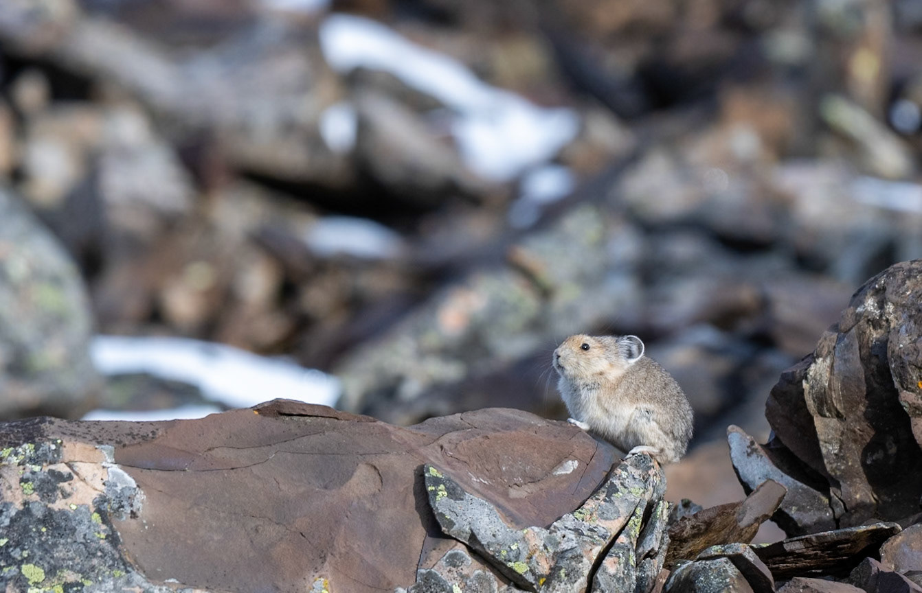Pica at Rock Glacier in Kananskis Country