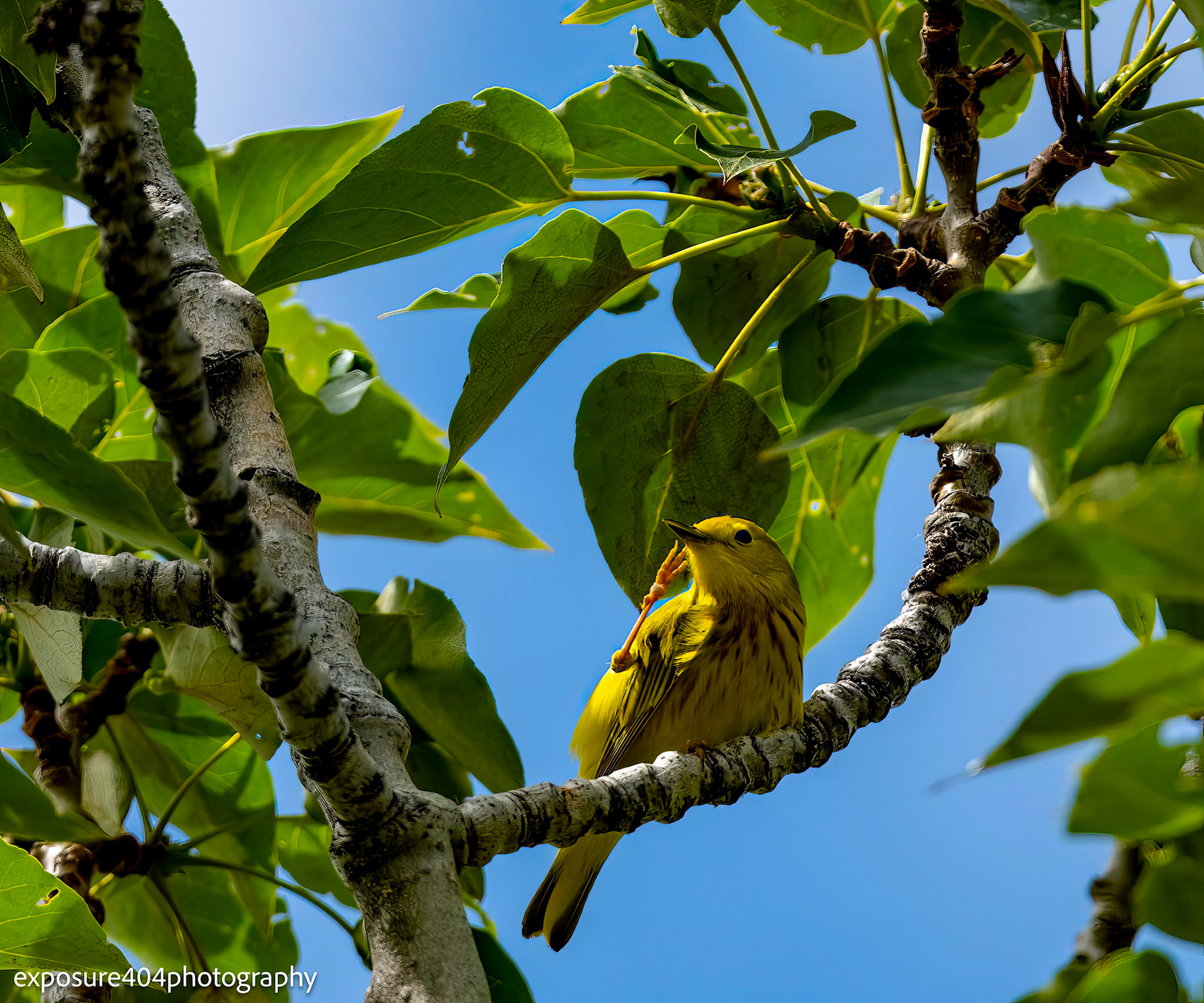 Yellow Warbler