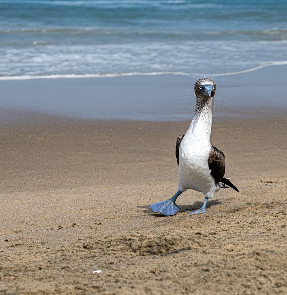 Blue Footed Booby in Guaybidos, Mexico
