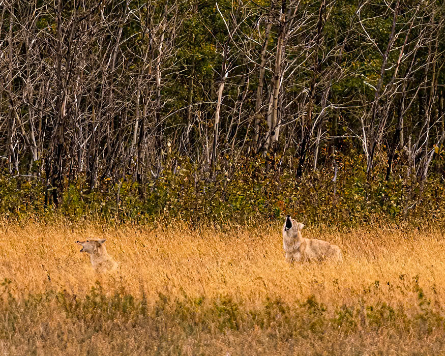 Coyotes in Waterton