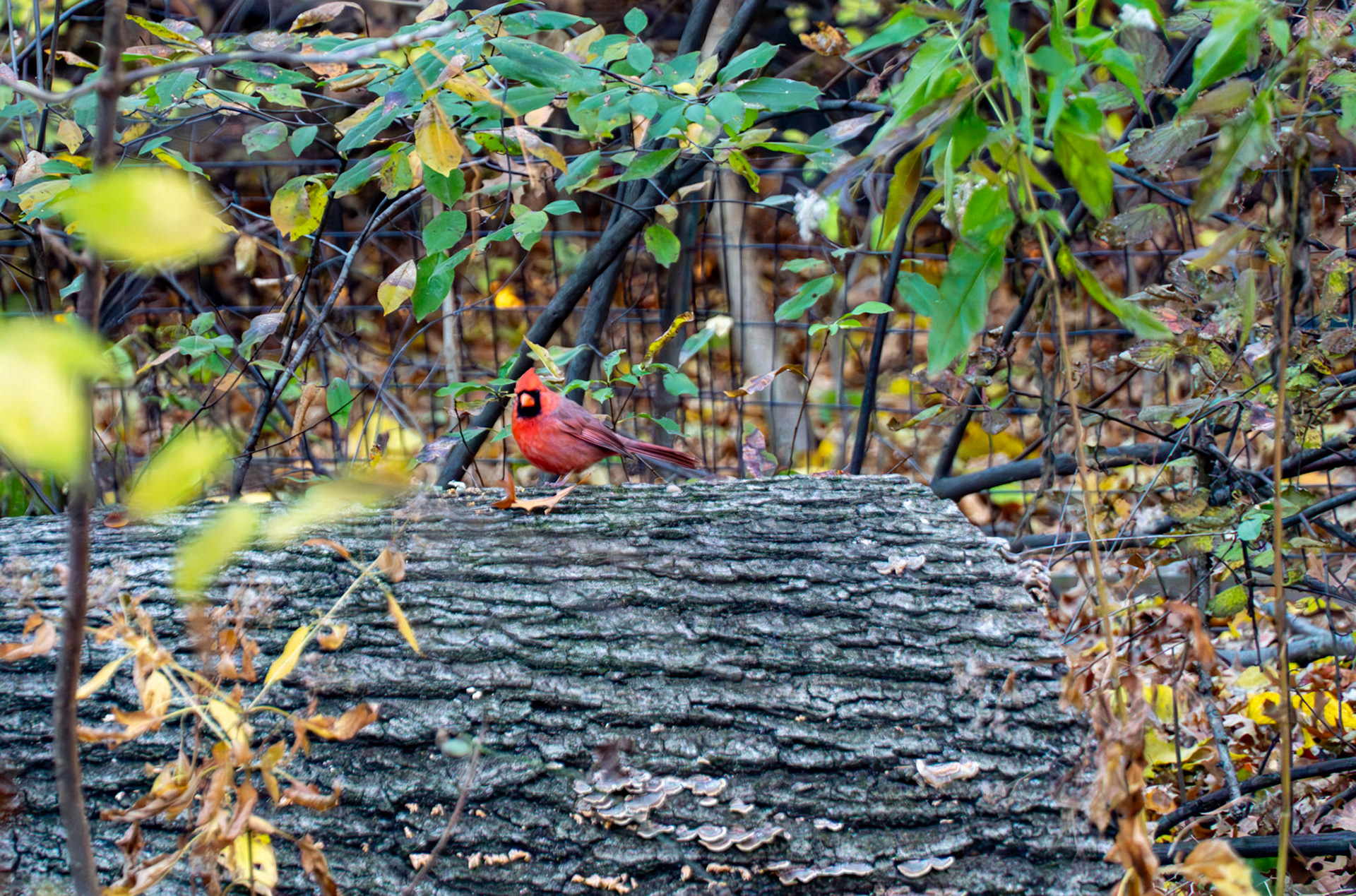 Male cardinal in Central Park