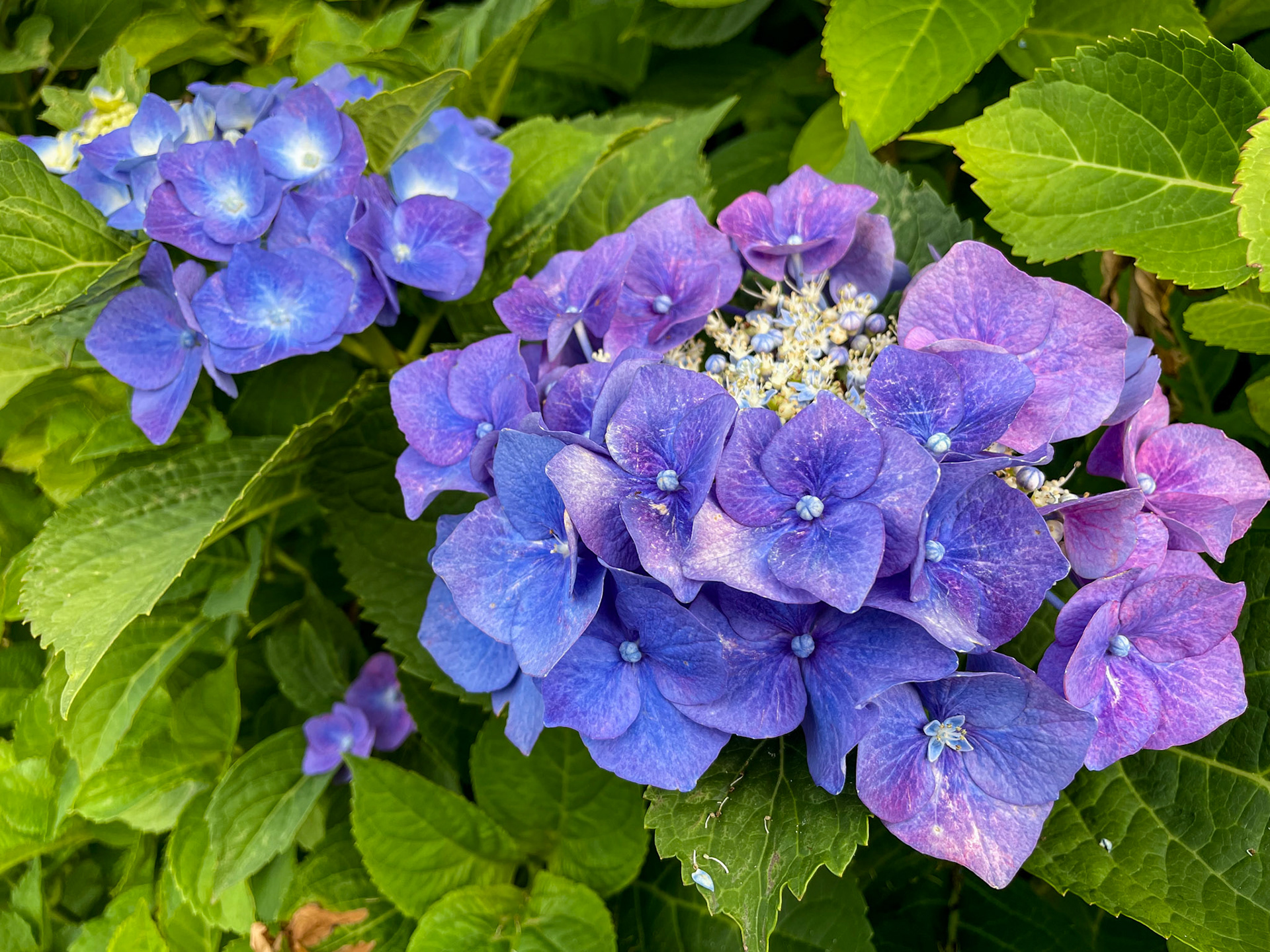 Bronx, NY, US - Jul 17, 2022: Purple hydrangea clusters