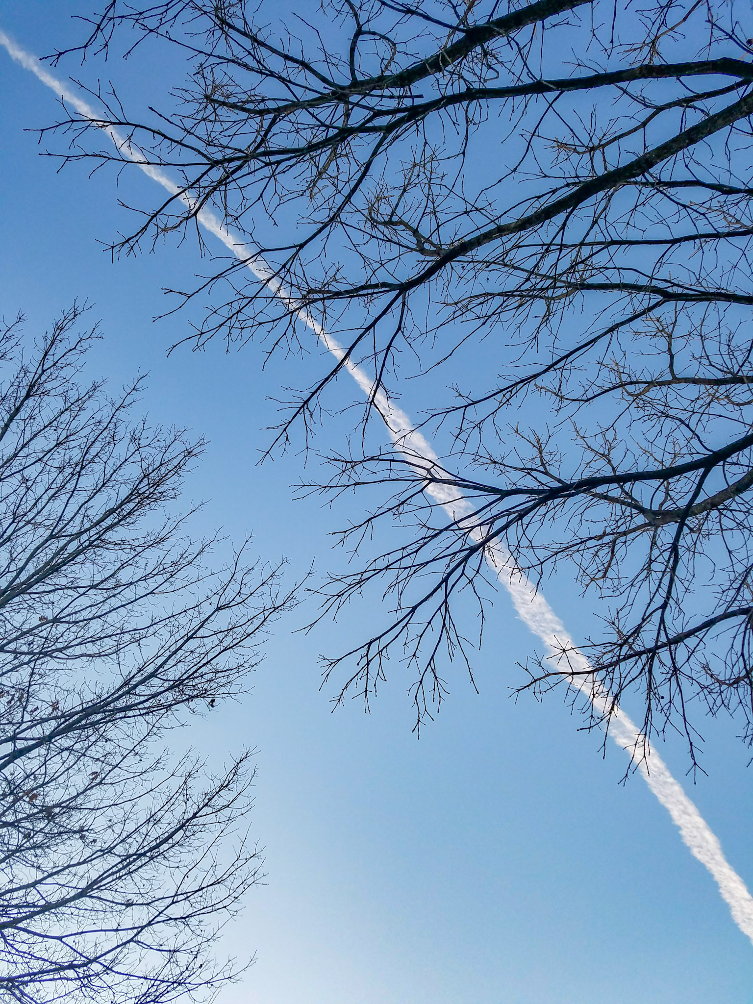Wylie, TX, US - Jan 25, 2018: Looking up at bare branches silhouetted against blue sky with contrail