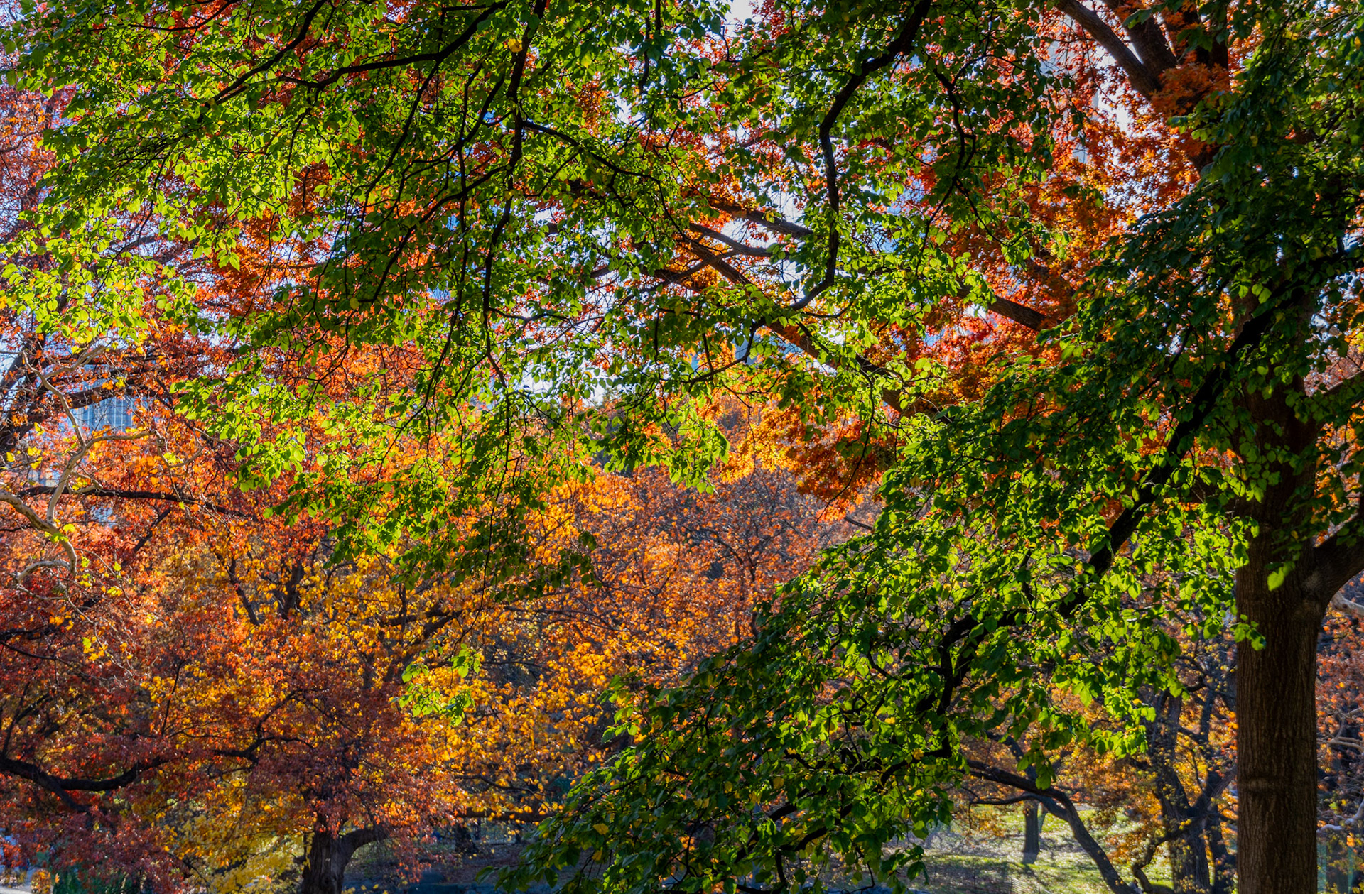 Blended branches, Nov 2023