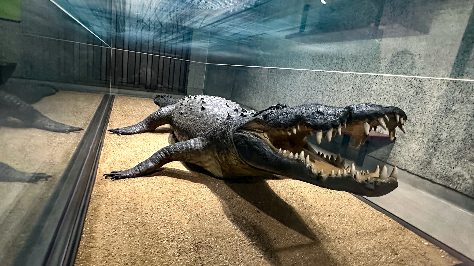 New York, NY, US - Jan 28, 2023: American crocodile exhibit in AMNH Hall of Reptiles and Amphibians