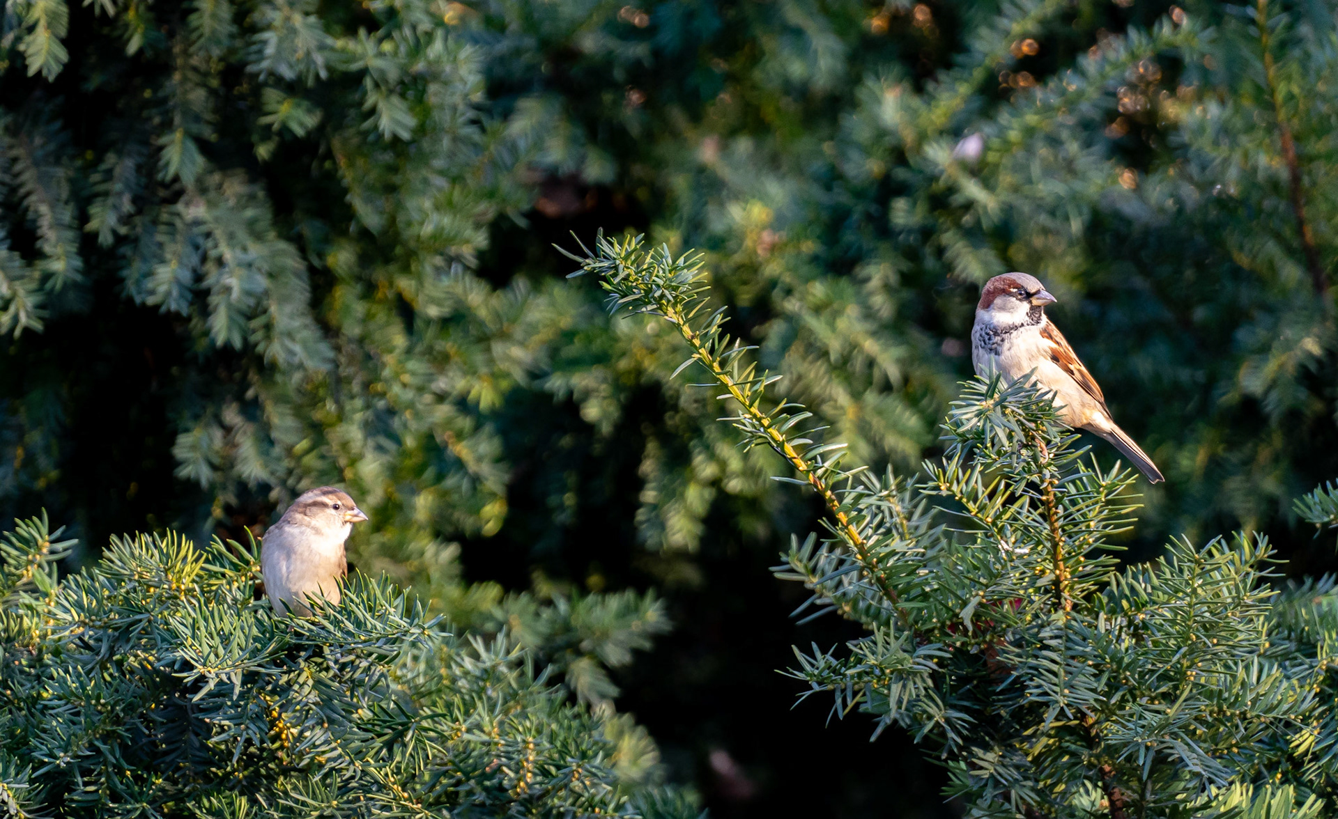 Female and male American house sparrows in Central Park