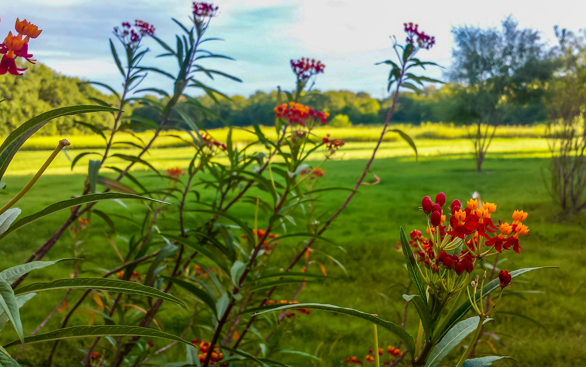 Wylie, TX, US - Sep 27, 2016: Tropical milkweed