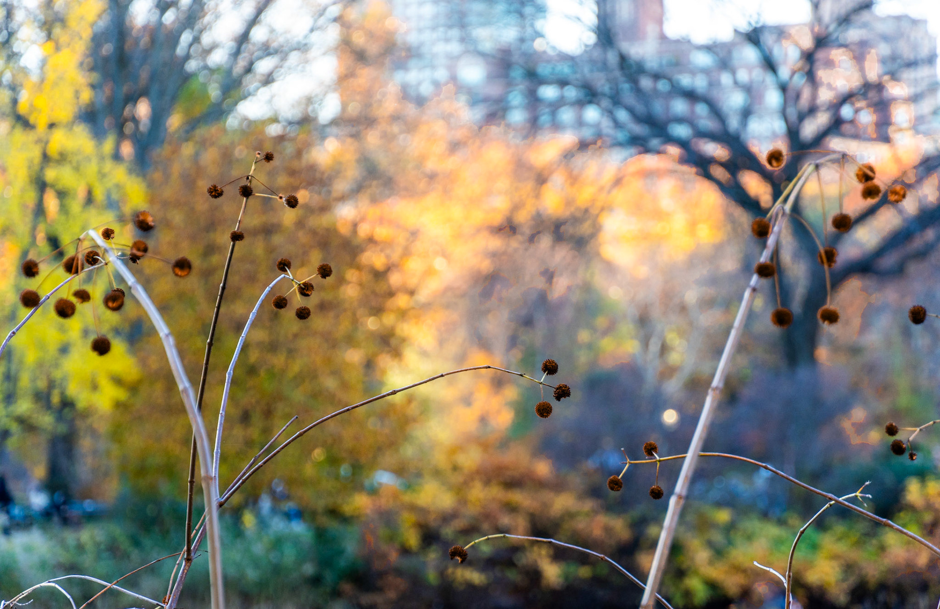 Central Park foliage