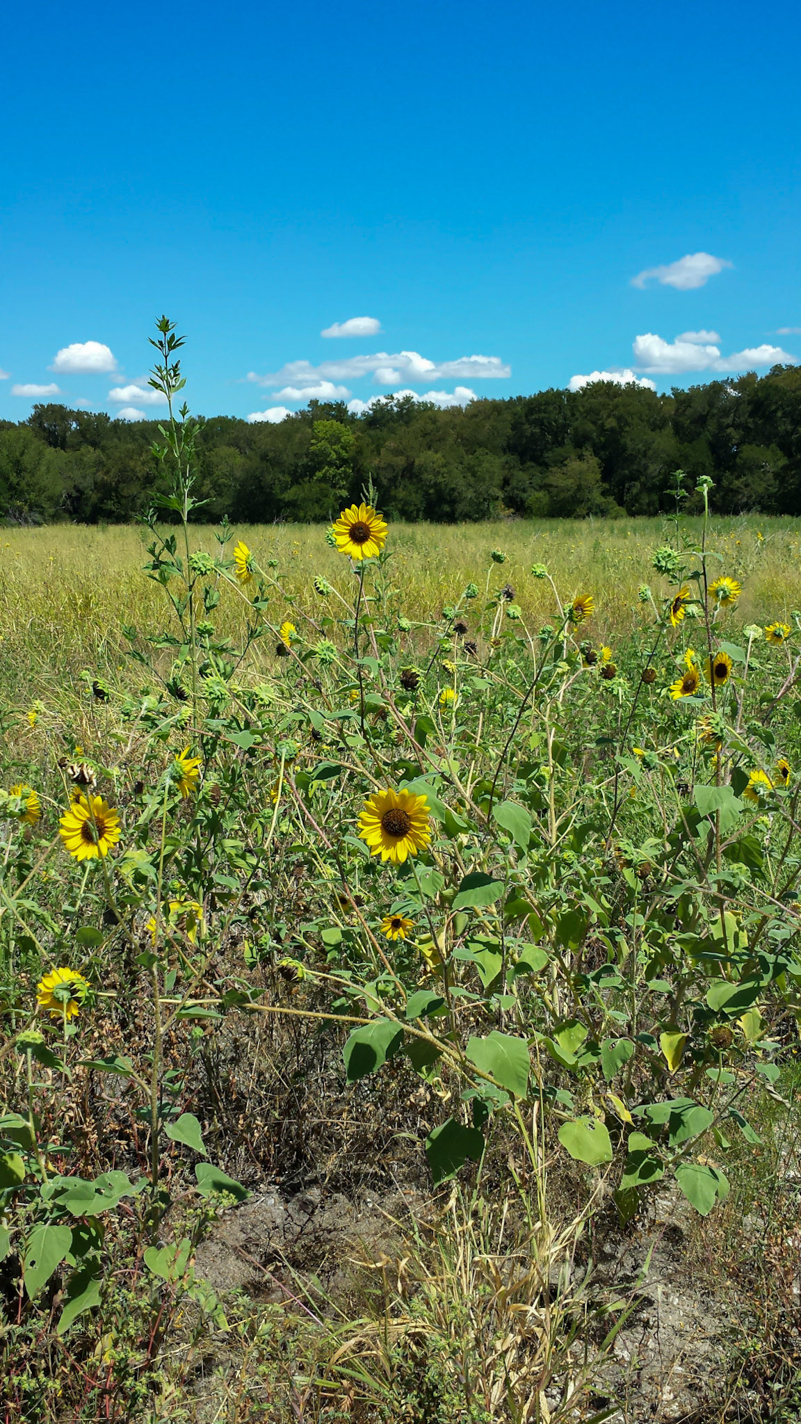 Sunflowers