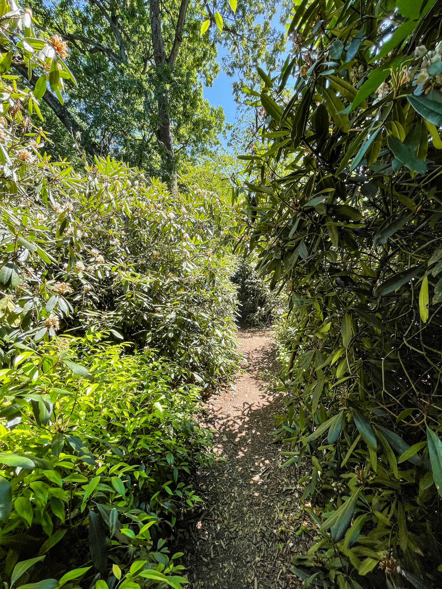 Bronx, NY, US - Jul 10, 2022: Sunny forest path