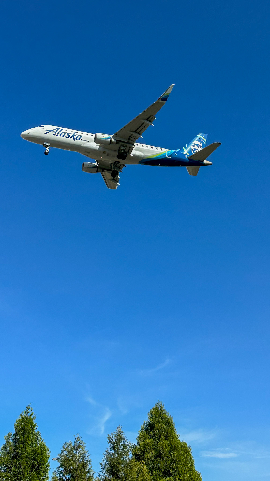 Alaska over the trees