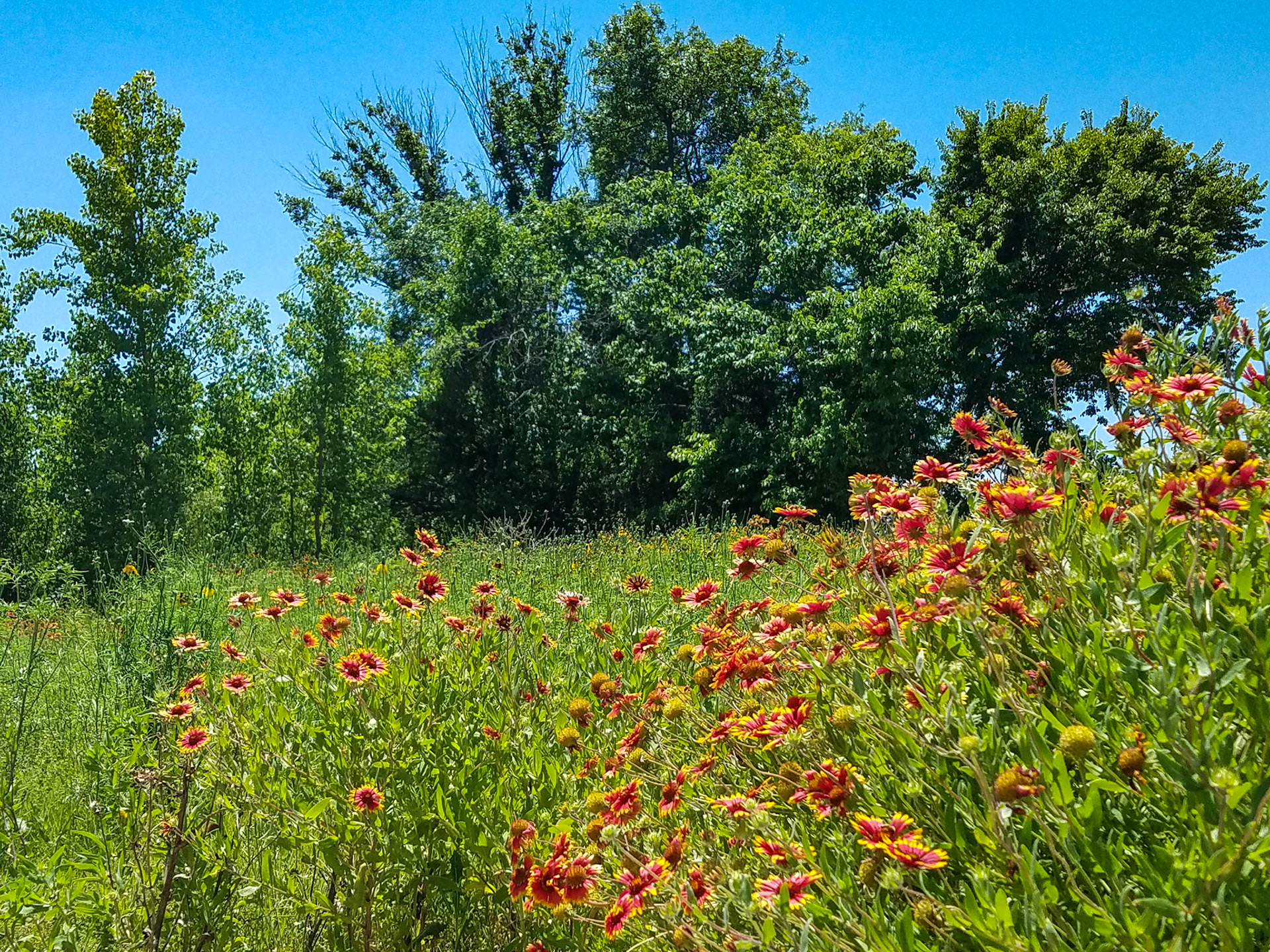 Wylie, TX, US - May 6, 2017: Blanketflower in a field with trees and blue sky behind