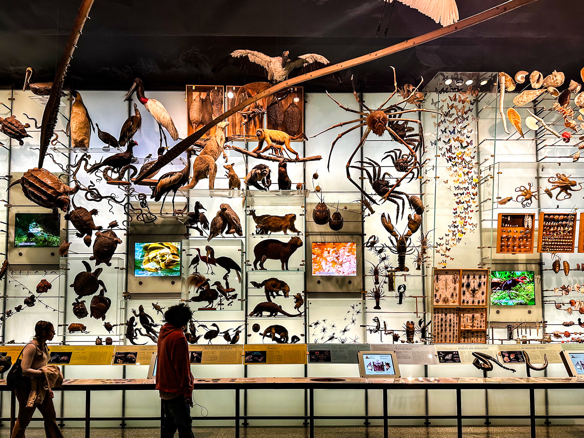 New York, NY, US - Nov 10, 2023: Hall of Biodiversity at American Museum of Natural History