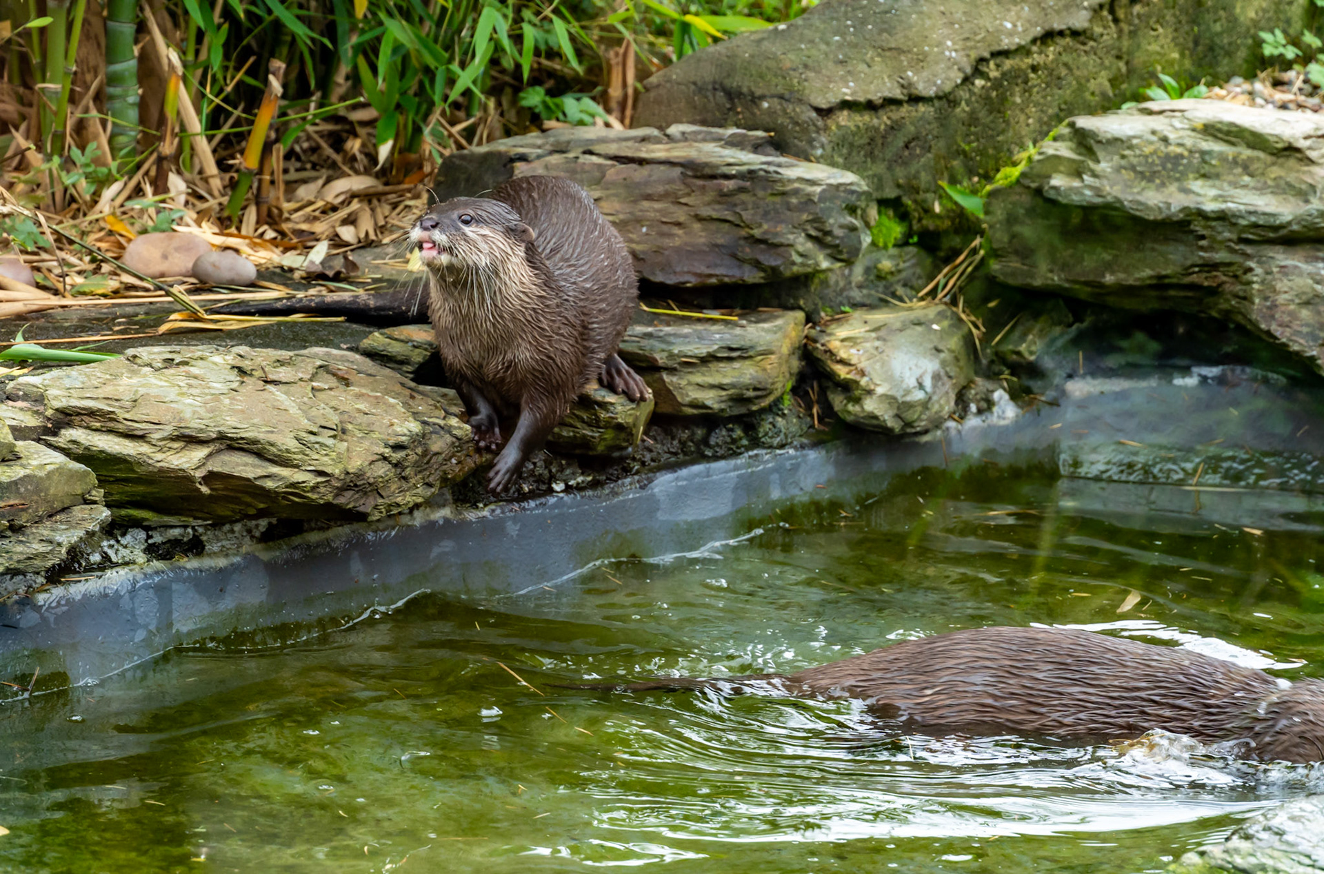 Asian small-clawed otters
