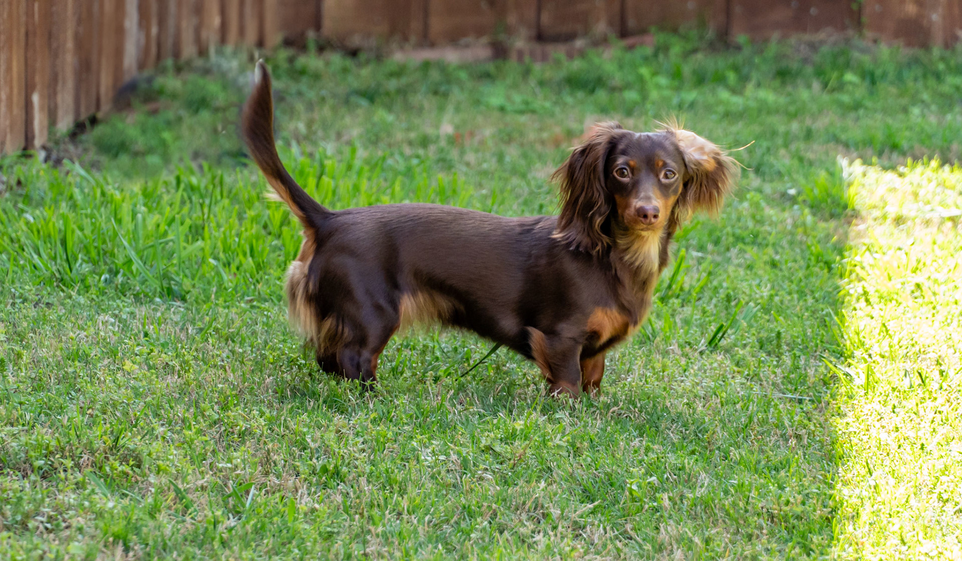 Plano, TX, US - Apr 11, 2025: Chocolate long-haired miniature dachshund with flipped ear