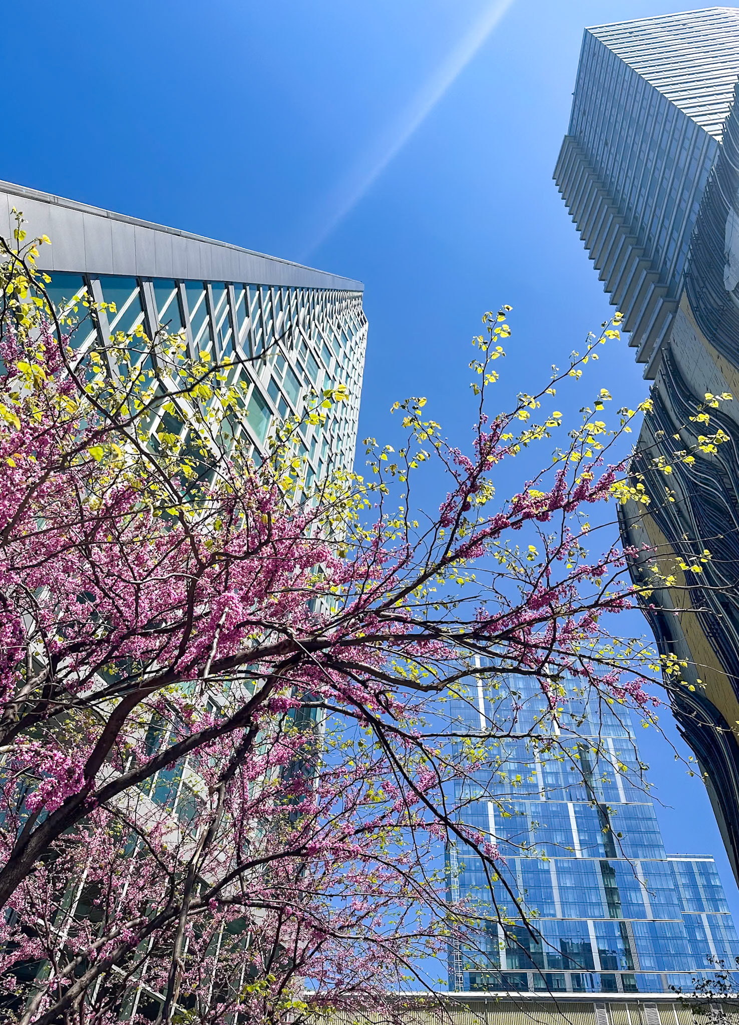 New York, NY, US - May 1, 2024: Spring flowers at Via 57 West