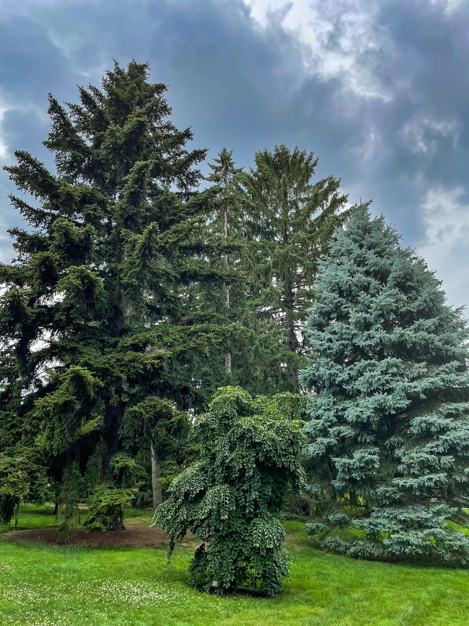 Weeping Japanese snowbell and variety of spruces in New York Botanical Garden