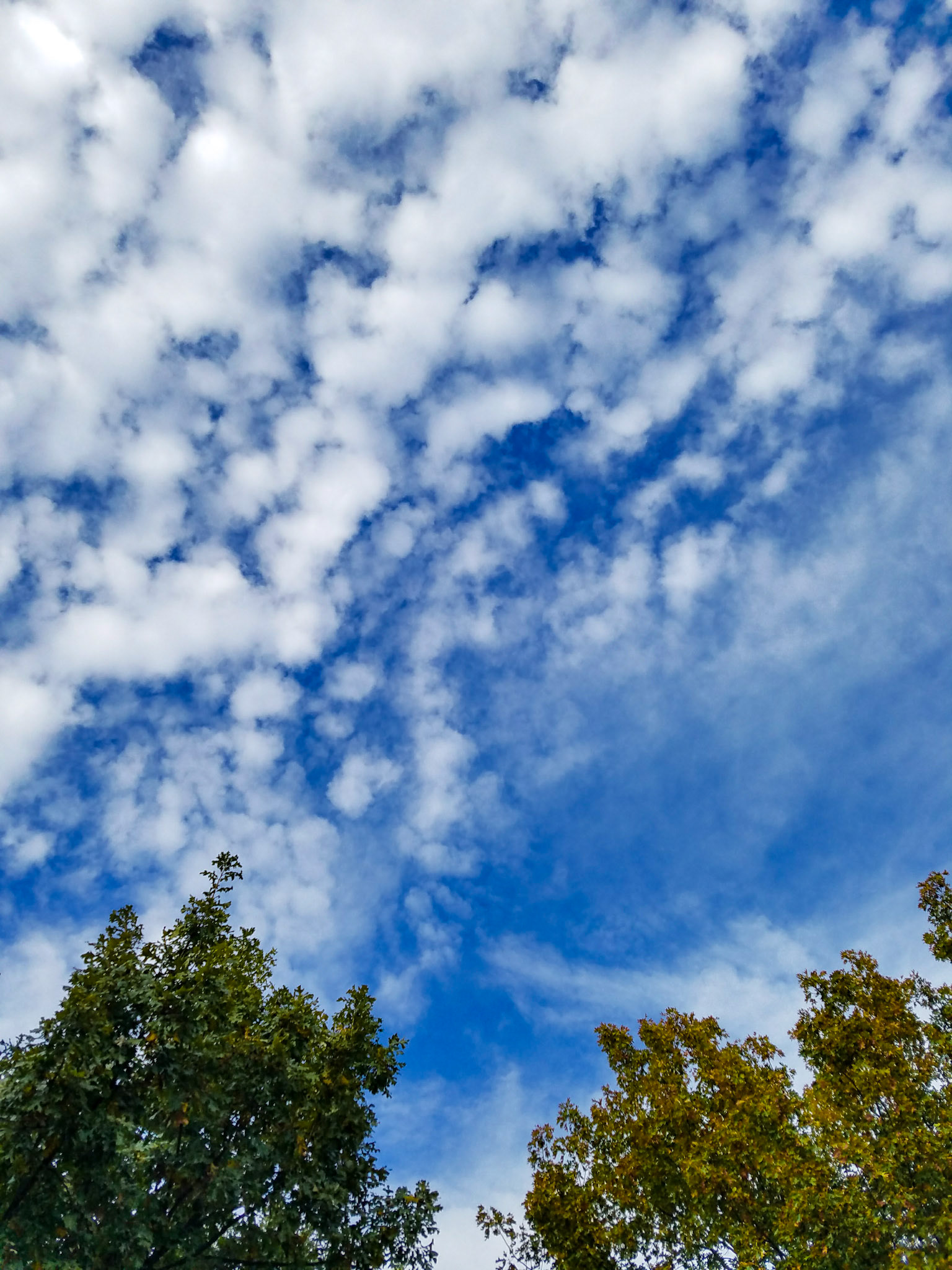Wylie, TX, US - Nov 25, 2017: Puffy white clouds above green trees