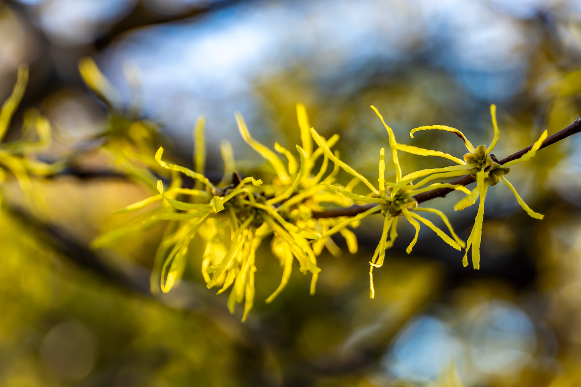 Witch hazel
