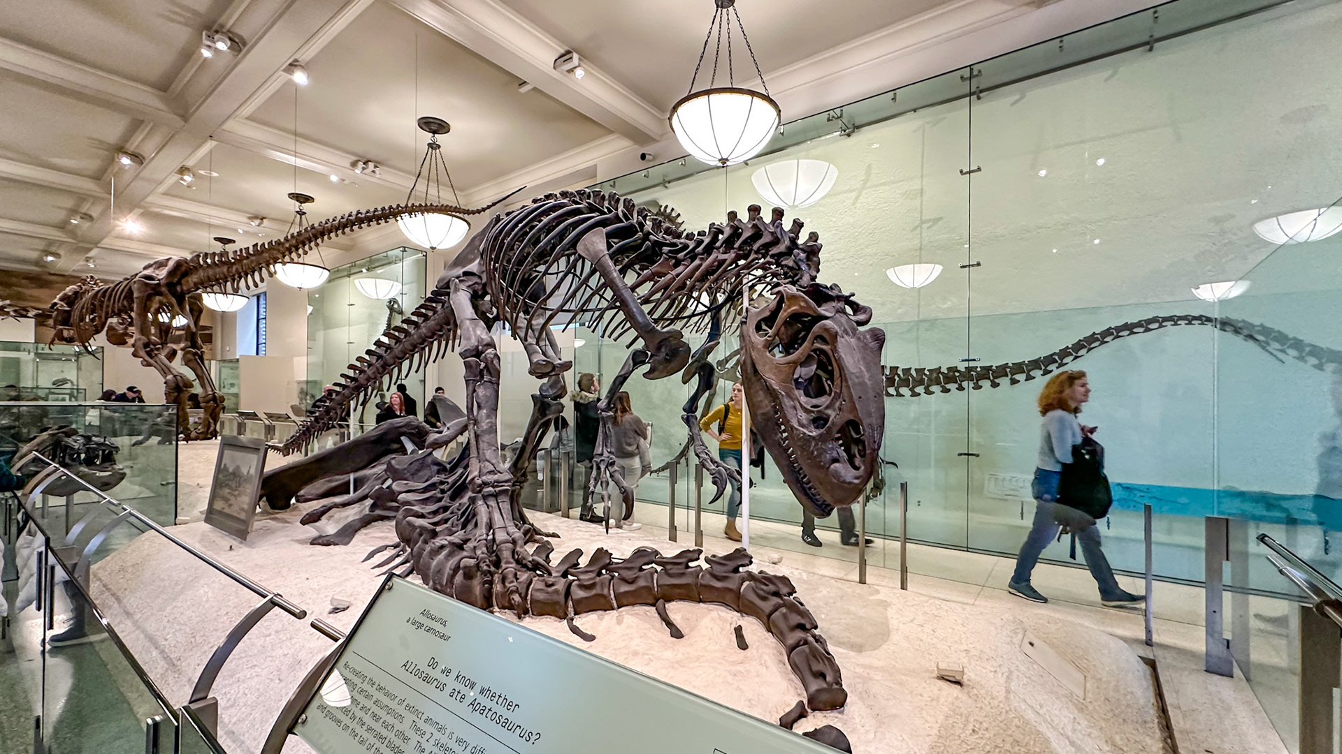 New York, NY, US - Jan 28, 2023: American Museum of Natural History Hall of Saurischian Dinosaurs