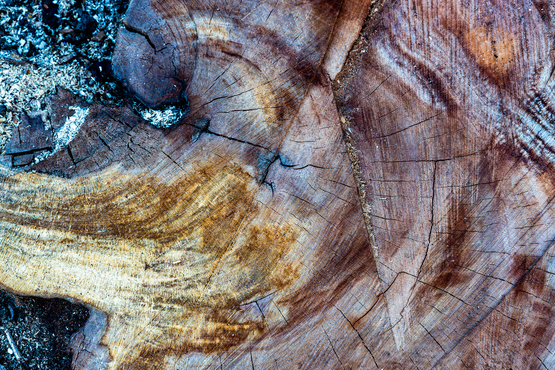 Tree stump