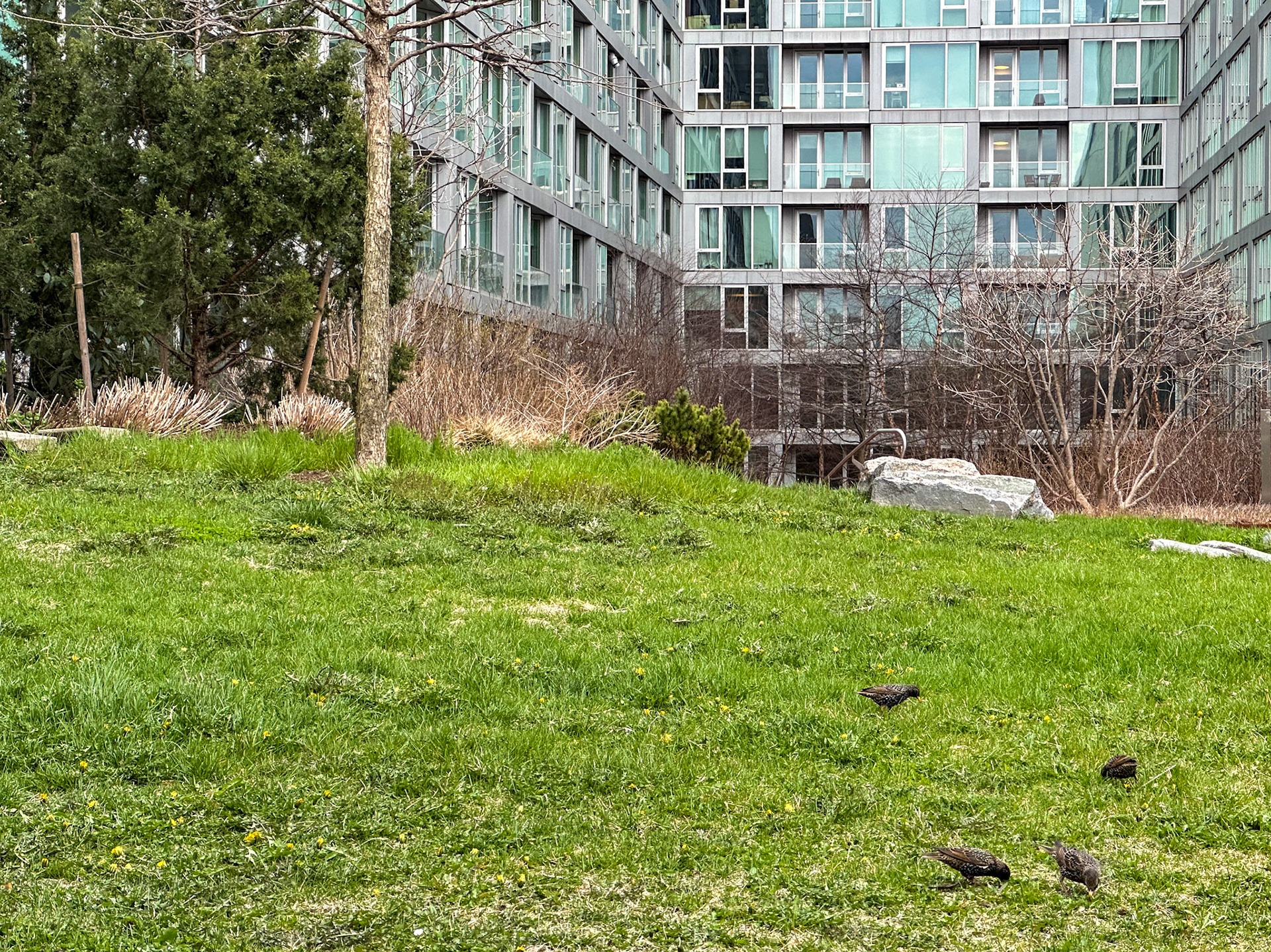 New York, NY, US - Apr 1, 2024: Starlings on lawn in Via 57 West garden
