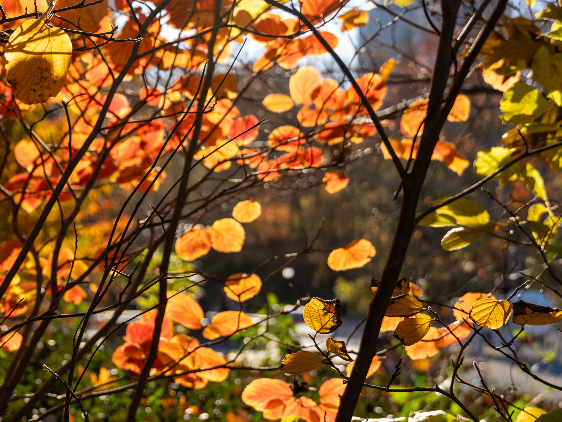 Fall leaves in Central Park, Nov 2023