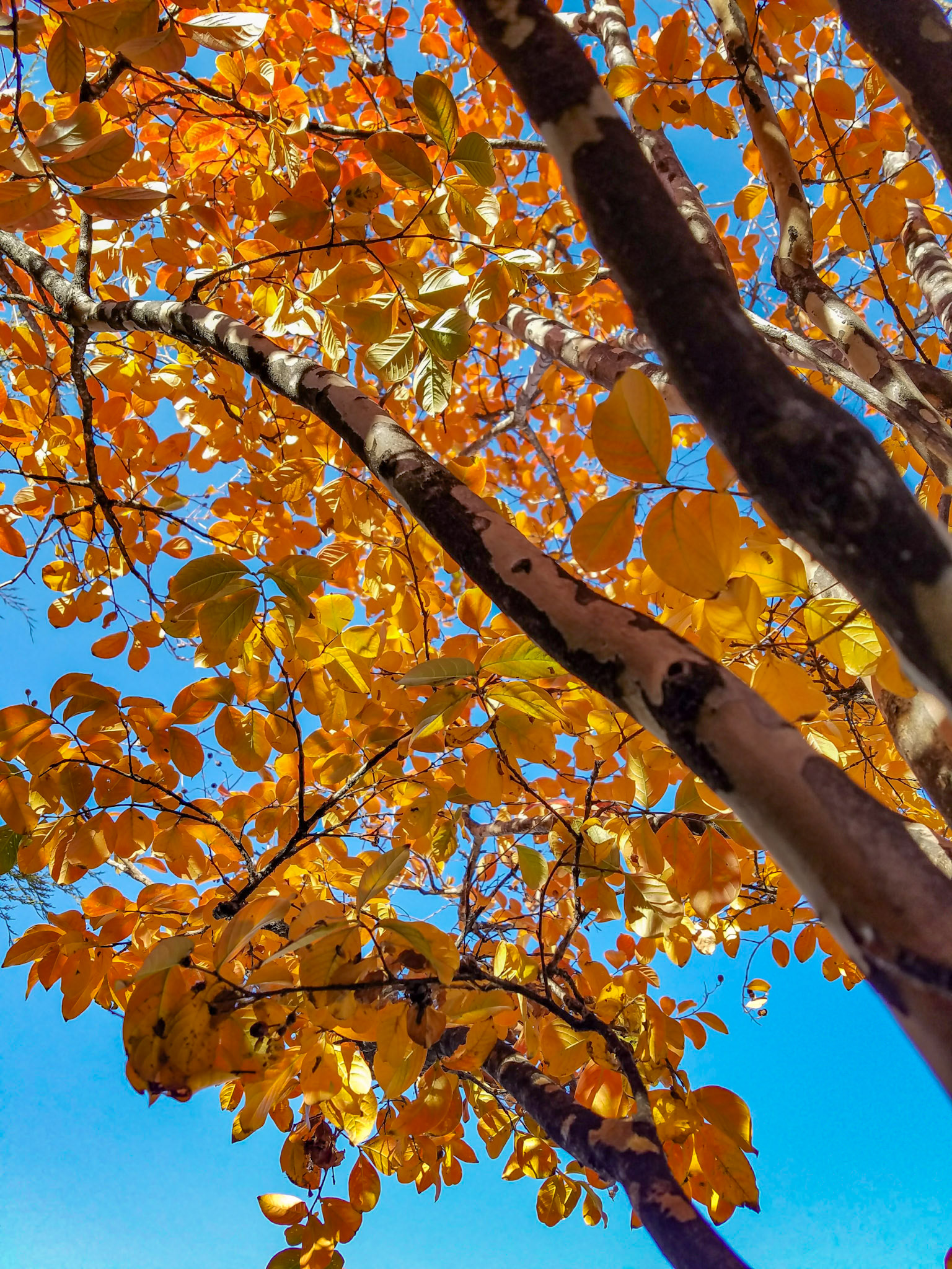 Wylie, TX, US - Nov 30, 2017: Looking up at orange birch leaves