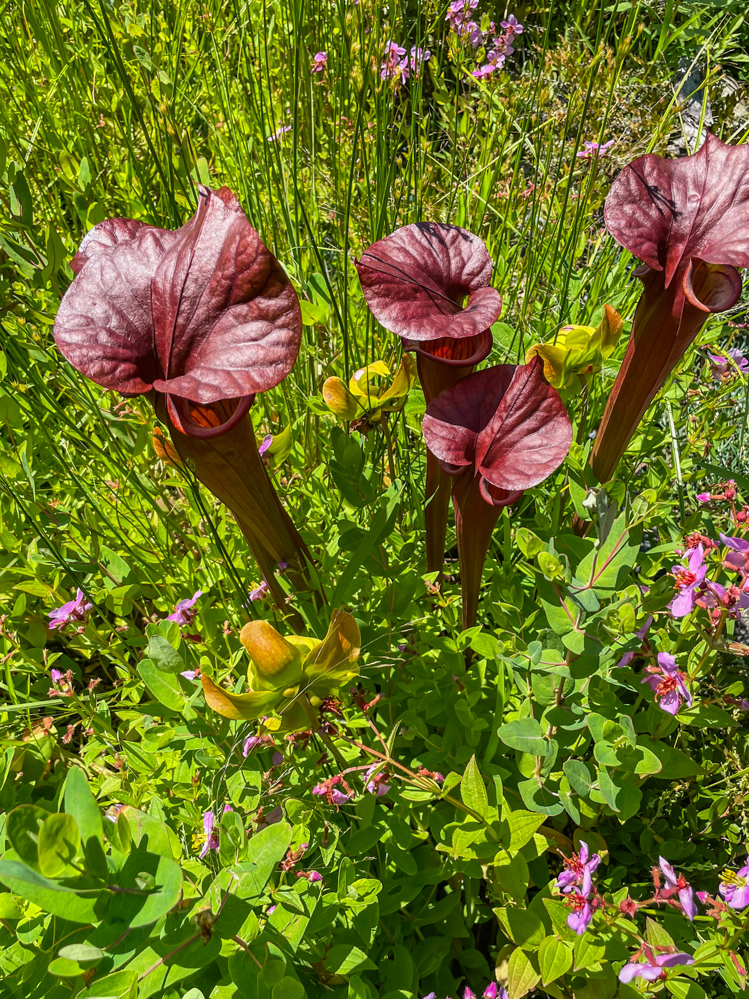 Bronx, NY, US - Jul 10, 2022: Dark red pitcher plants in green summer grass