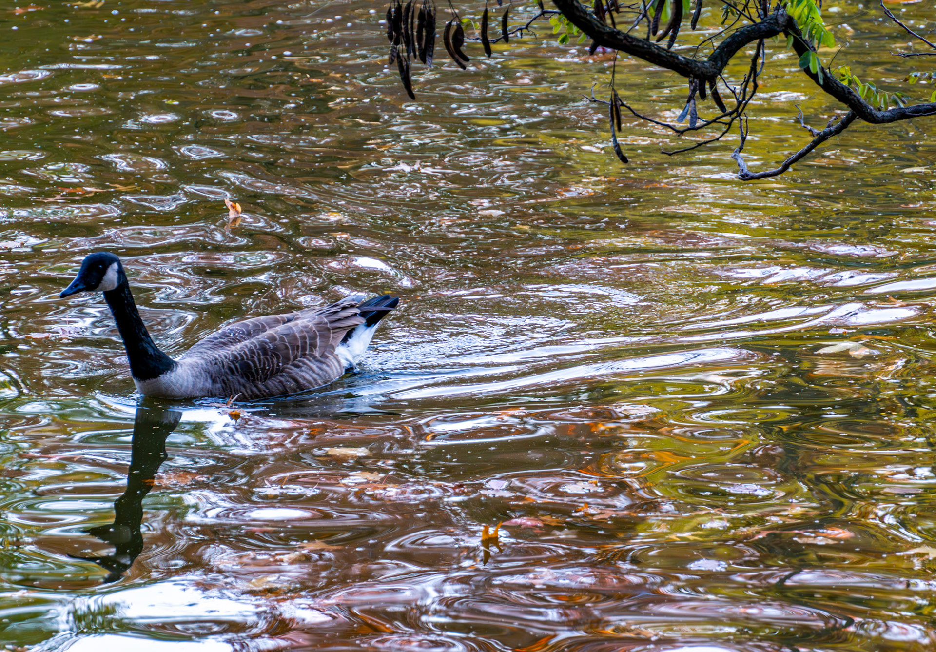 Canada goose in Central Park