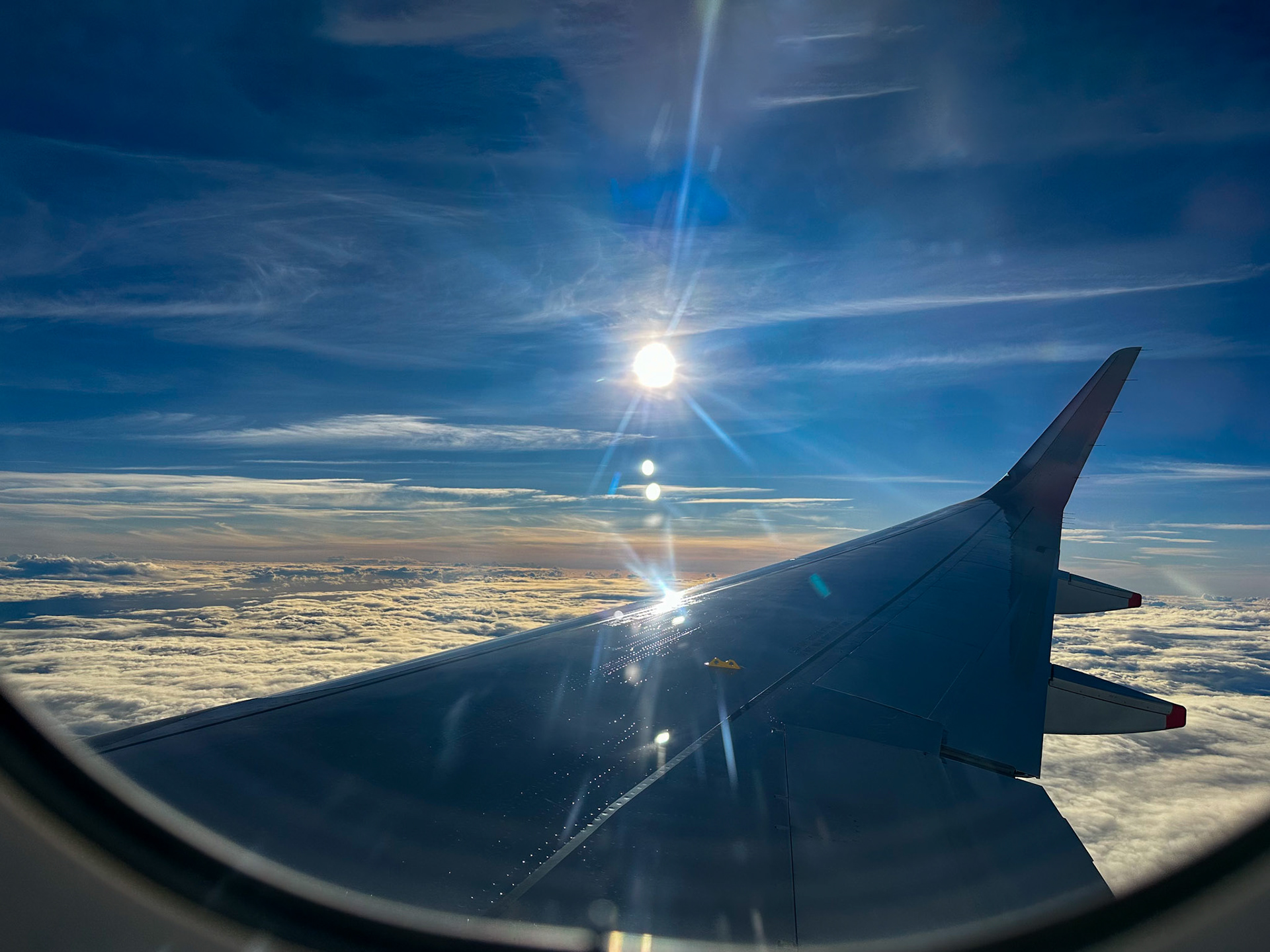 Sunlight on the wing
