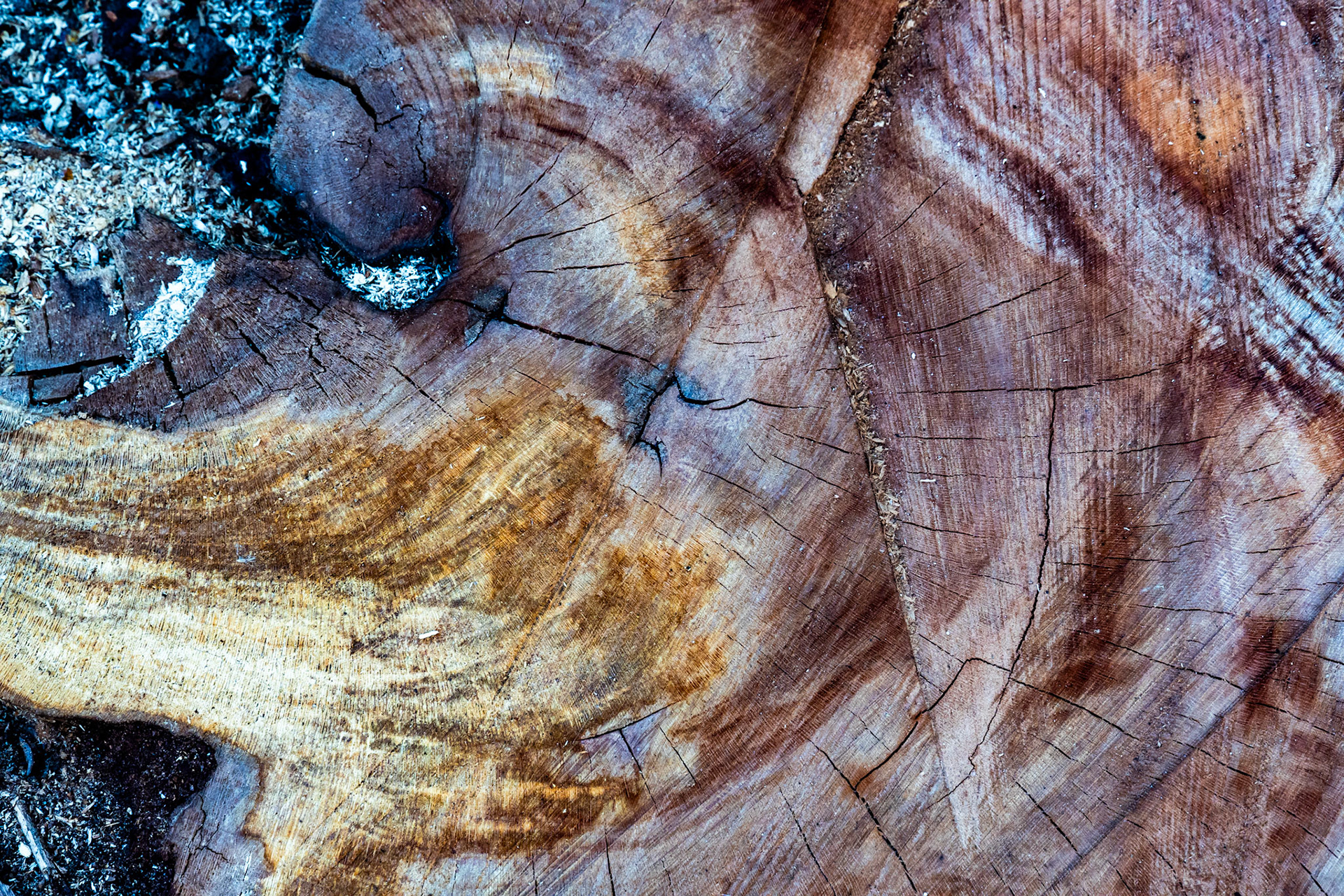Tree stump