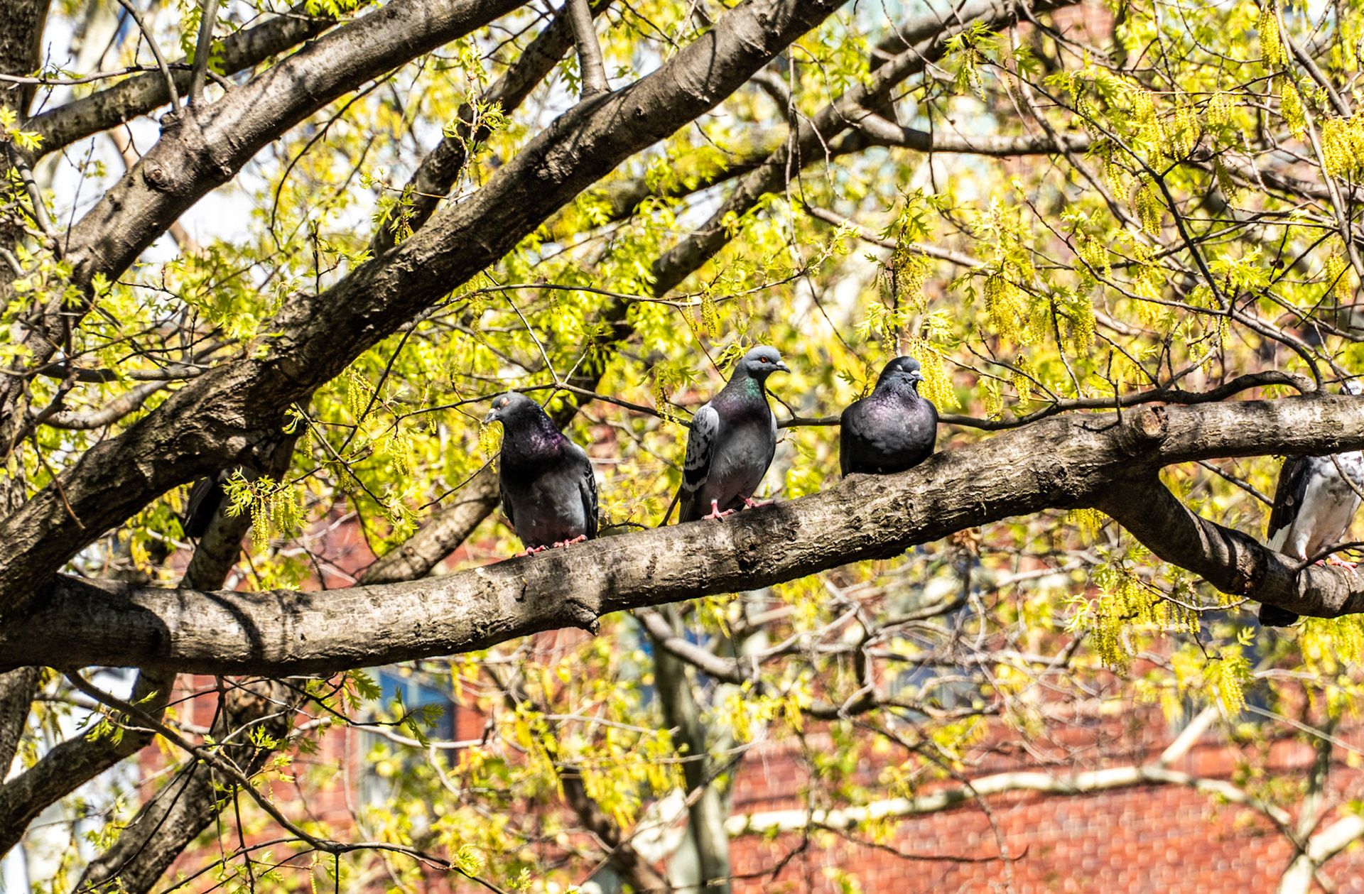 New York, NY, US - Apr 22, 2024: Three pigeons perched in tree