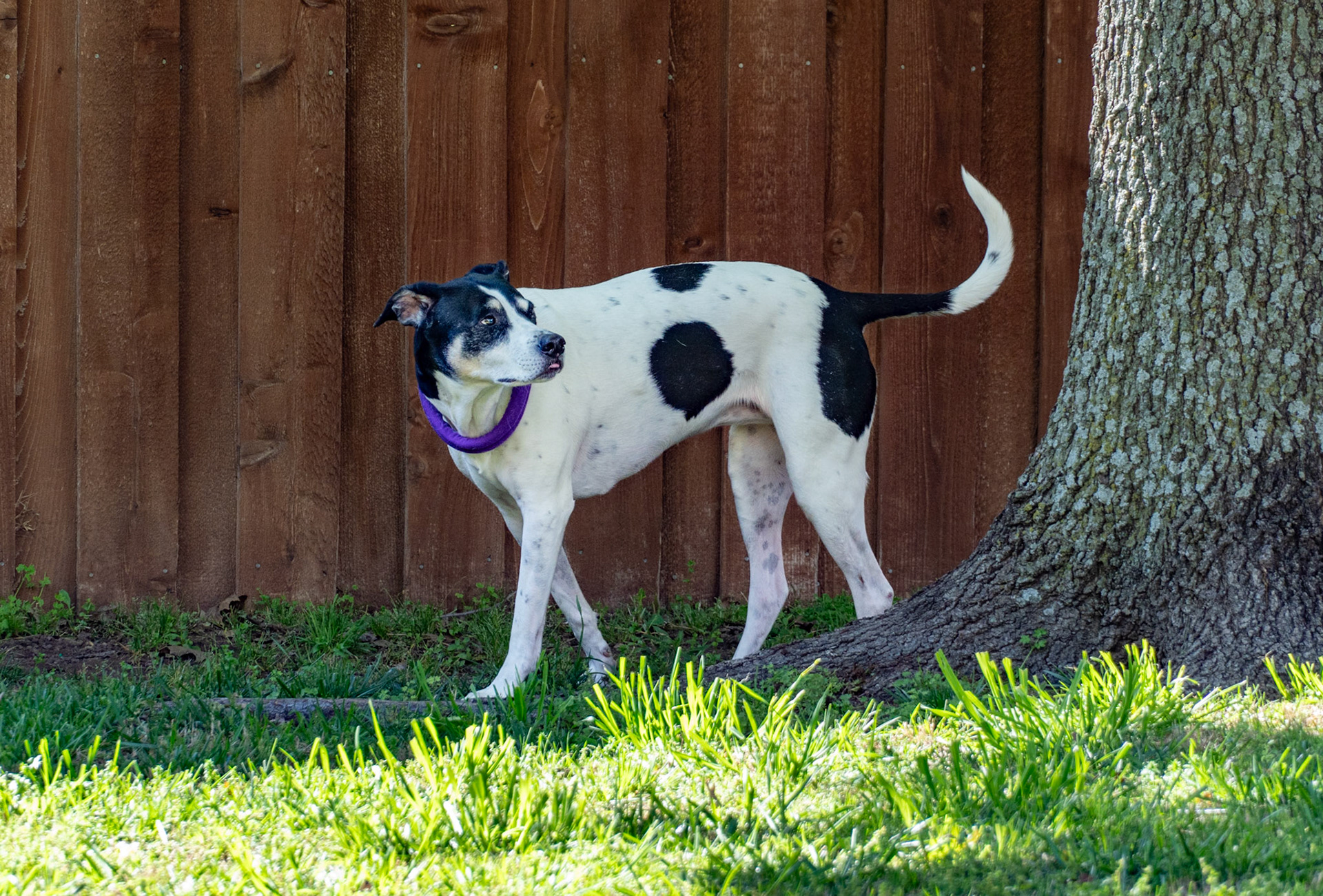 Plano, TX, US - Apr 11, 2025: Black and white dog with a purple bandana round its neck