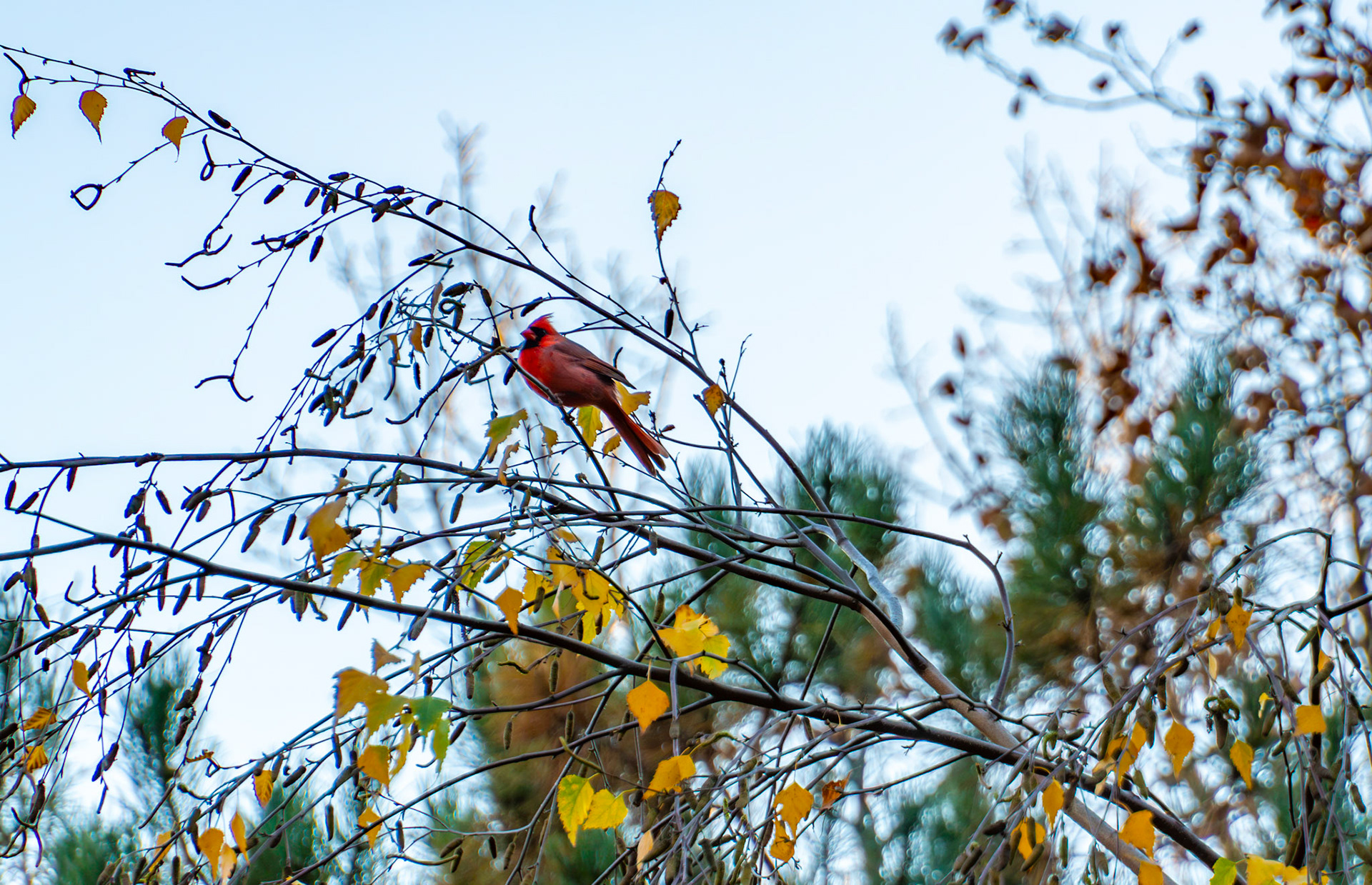 Male cardinal in Central Park