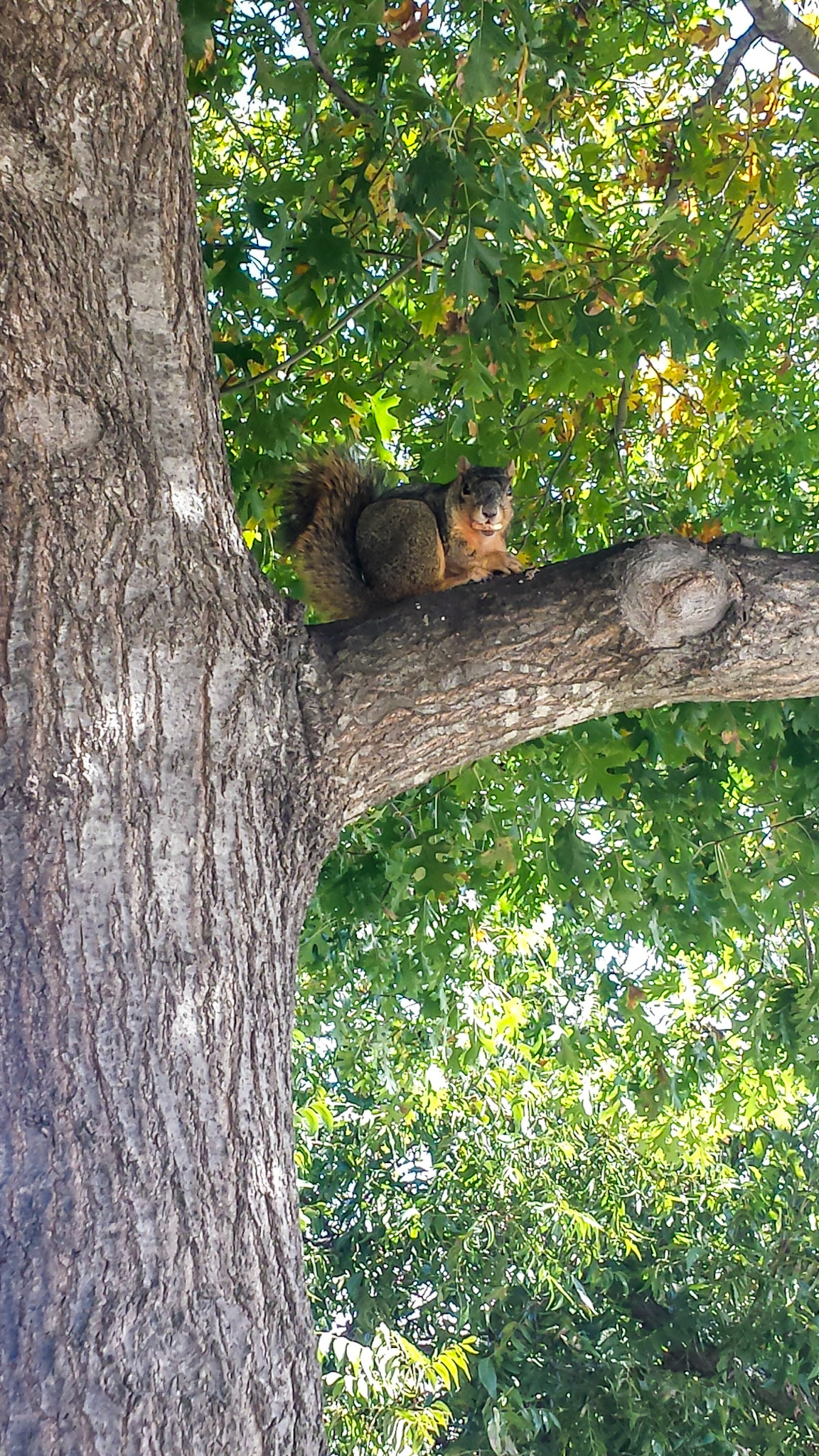 Mesquite, TX, US - Nov 13, 2015: Fox squirrel on a tree branch