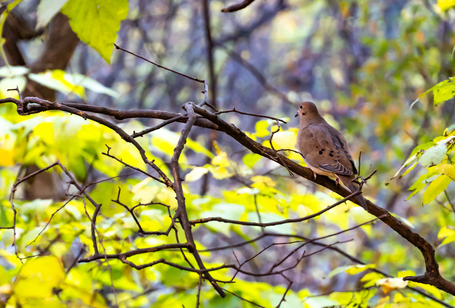 Mourning dove in Central Park