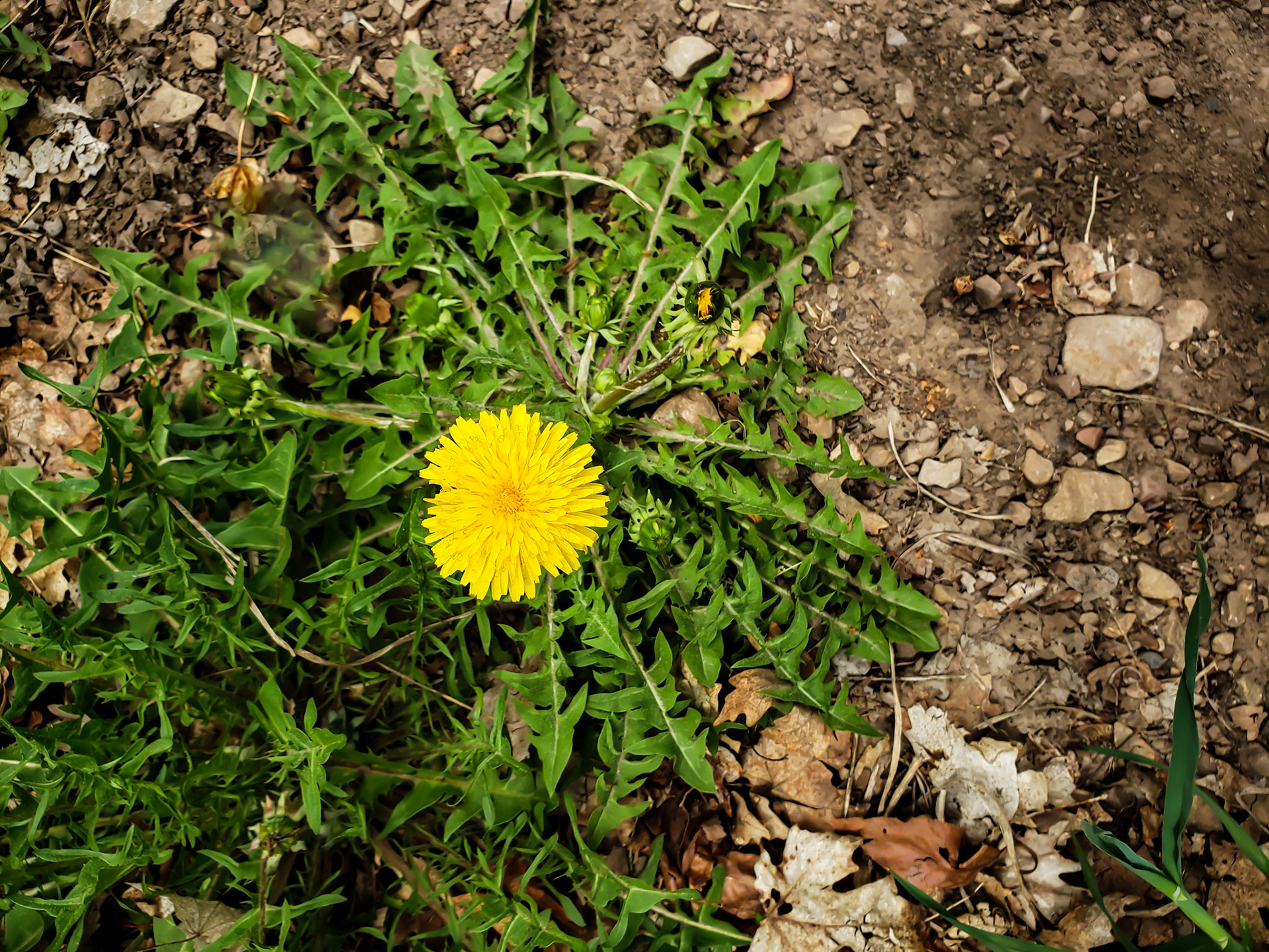 Provo, UT, US - May 15, 2020: Dandelion closeup