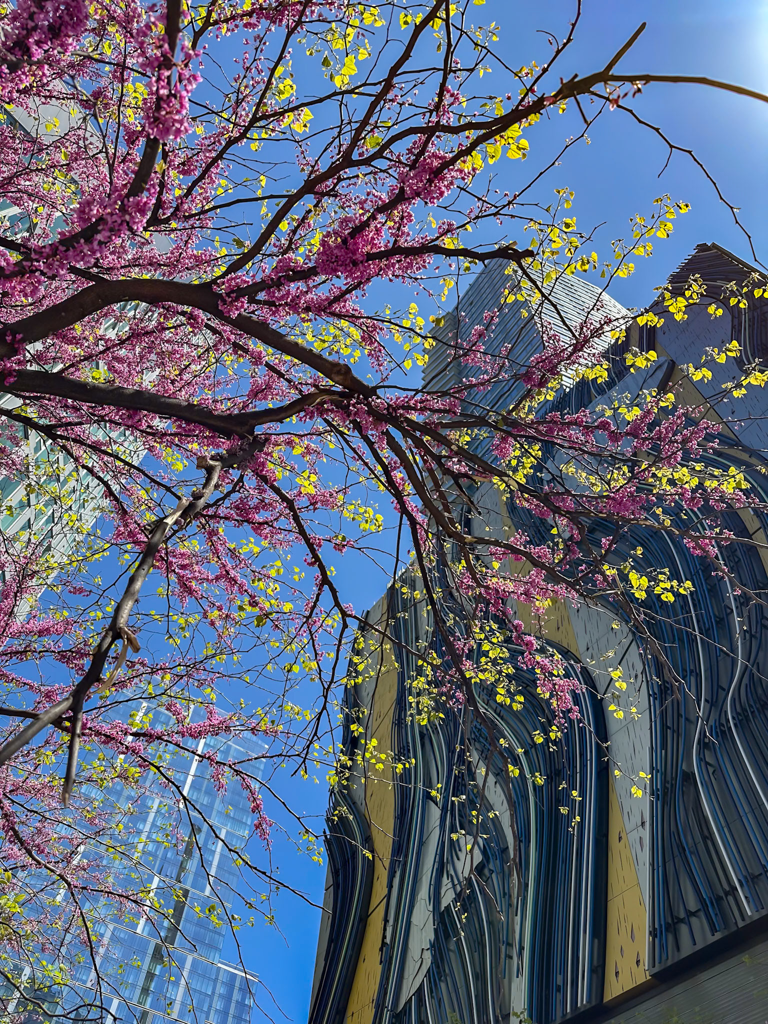 New York, NY, US - May 1, 2024: Spring flowers at Helena 57 West with Stephen Glassman's "Flows Two Ways"