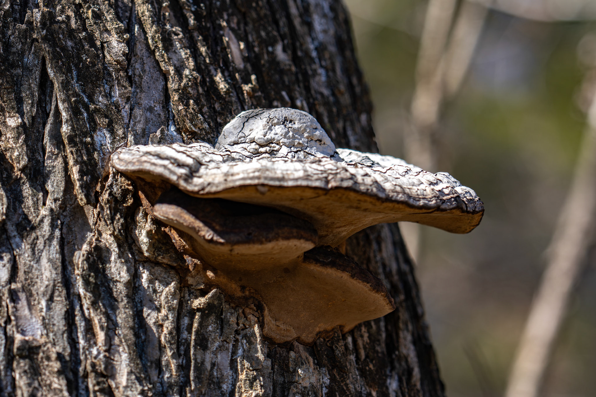 McKinney, TX, US - Feb 21, 2026: Mushroom on tree bark